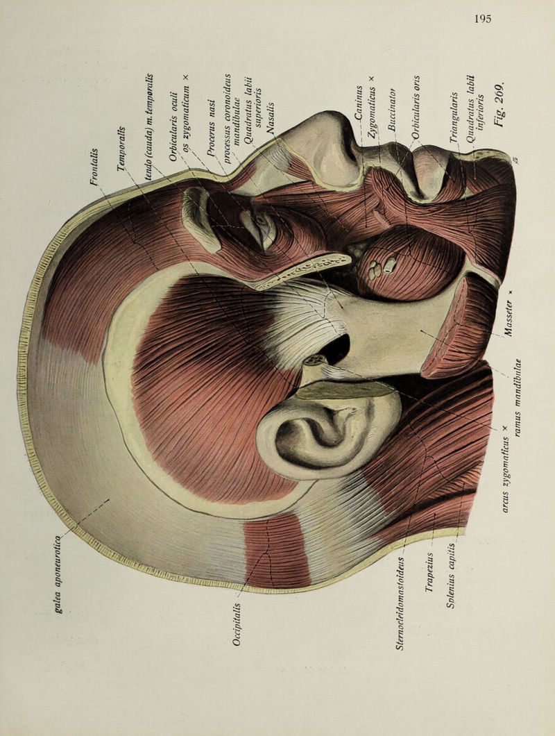 galea aponeuroti.ro ramus mandibnlae