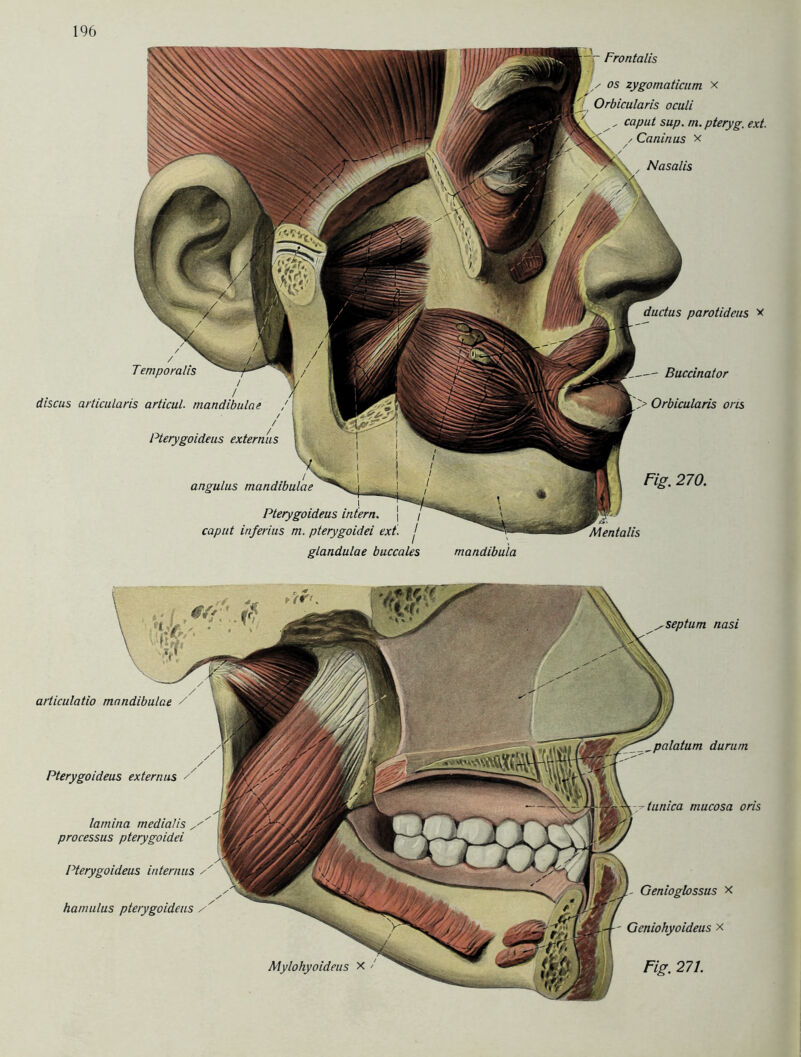 dudus parotideus x — Buccinator Orbicularis ons Temporalis discus articularis articul. mandibulae Pterygoideus externus angulus mandibulae Pterygoideus caput in/erius m. pterygoidei ext. j glandulae buccales mandibula Fig. 270. Mentalis Frontalis os zygomaticum x Orbicularis oculi s caput sup. rn. pteryg. ext. / Caninus x / Nasalis / articulatio mandibulae / Pterygoideus externus lamina medialis processus pterygoidei Pterygoideus internus hamulus pterygoideus / palatum durum tunica mucosa oris Genioglossus x Geniohyoideus x