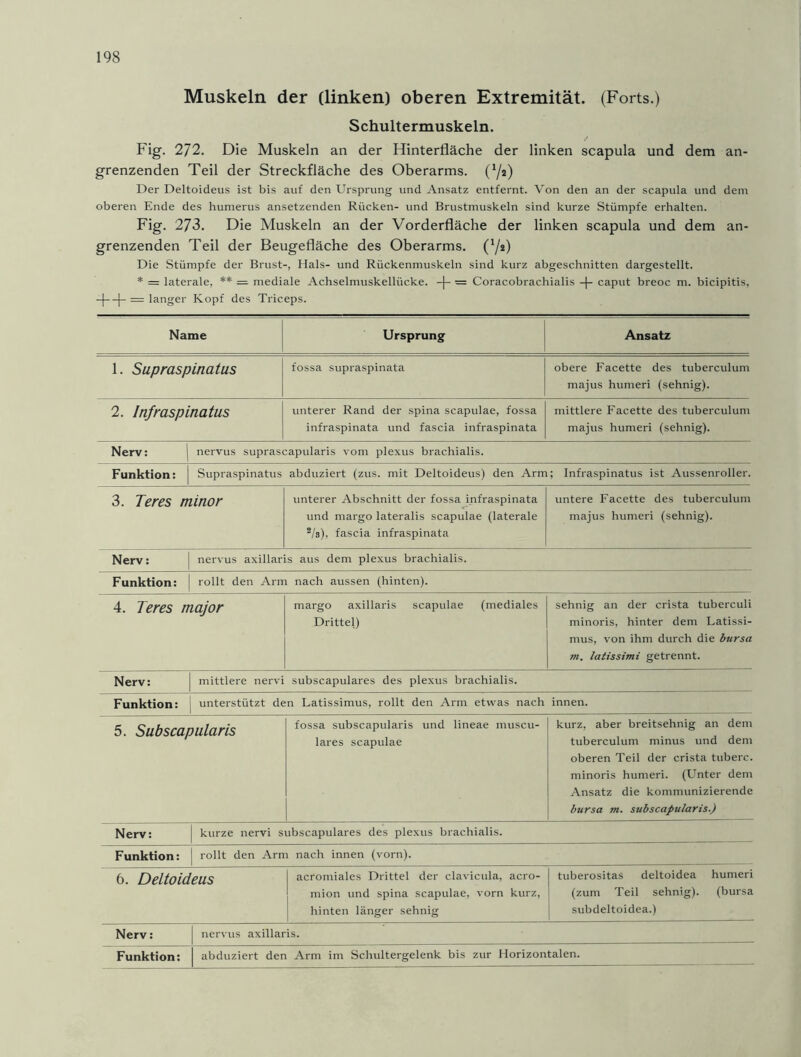 Muskeln der (linken) oberen Extremität. (Forts.) Schultermuskeln. Fig. 272. Die Muskeln an der Hinterfläche der linken scapula und dem an- grenzenden Teil der Streckfläche des Oberarms. (72) Der Deltoideus ist bis auf den Ursprung und Ansatz entfernt. Von den an der scapula und dem oberen Ende des humerus ansetzenden Rücken- und Brustmuskeln sind kurze Stümpfe erhalten. Fig. 273. Die Muskeln an der Vorderfläche der linken scapula und dem an- grenzenden Teil der Beugefläche des Oberarms. (72) Die Stümpfe der Brust-, Hals- und Rückenmuskeln sind kurz abgeschnitten dargestellt. * = laterale, ** = mediale Achselmuskellücke. -)- = Coracobrachialis -|- caput breoc m. bicipitis, —|- = langer Kopf des Triceps. Name Ursprung Ansatz 1. Supraspinatus fossa supraspinata obere Facette des tuberculum majus humeri (sehnig). 2. Jn/raspinatus unterer Rand der spina scapulae, fossa infraspinata und fascia infraspinata mittlere Facette des tuberculum majus humeri (sehnig). Nerv: I nervus suprascapularis vom plexus brachialis. Funktion: Supraspinatus abduziert (zus. mit Deltoideus) den Arm; Infraspinatus ist Aussenroller. 3. Teres minor unterer Abschnitt der fossa infraspinata und margo lateralis scapulae (laterale 2/s), fascia infraspinata untere Facette des tuberculum majus humeri (sehnig). Nerv: ! nervus axillaris aus dem plexus brachialis. Funktion: I rollt den Arm nach aussen (hinten). 4. Teres major margo axillaris scapulae (mediales Drittel) sehnig an der crista tuberculi minoris, hinter dem Latissi- mus, von ihm durch die bursa m. latissimi getrennt. Nerv: mittlere nervi subscapulares des plexus brachialis. Funktion: | unterstützt den Latissimus, rollt den Arm etwas nach innen. 5. Subscapularis fossa subscapularis und lineae muscu- lares scapulae kurz, aber breitsehnig an dem tuberculum minus und dem oberen Teil der crista tuberc. minoris humeri. (Unter dem Ansatz die kommunizierende bursa m. subscapularis.) Nerv: kurze nervi subscapulares des plexus brachialis. Funktion: I rollt den Arm nach innen (vorn). 6. Deltoideus acromiales Drittel der clavicula, acro- mion und spina scapulae, vorn kurz, hinten länger sehnig tuberositas deltoidea humeri (zum Teil sehnig). (bursa subdeltoidea.) Nerv: nervus axillaris.