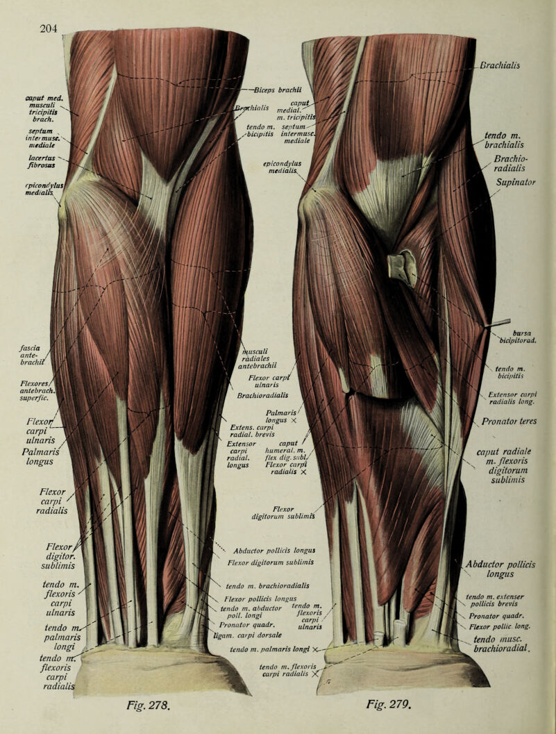 Drachialis epicondylus medialis. —Biceps brachii '■TÄJy'Xr , . caput pchtahs medial.' J m. tricipitlA tendo m. septum^-' bicipitis intermuscj///j mediale tendo m. brachialis Brachio- radialis Supinator les antebrachii Flexor carp/ ulnaris Brachioradialis Palmaris ' longus X Extens. carpi radial, brevis caput f hu me rat. m. flex dig. subb Flexor carpi radialis X Flexor digitorum sublimis Abductor pollicis longus Flexor digitorum sublimis tendo m. brachioradialis Extensor carpi radial. longus Flexor pollicis longus tendo m. abductor ter,do m. poll. longi ' Pronator quadr. tigam. carpi dorsale bursa bicipitorad. tendo m. bicipitis Extensor carpi radialis long. Pronator teres caput radiale m. flexoris digitorum sublimis flexoris carpi . ulnaris tendo m. palmaris longi X— tendo m. flexoris carpi radialis X Abductor pollicis longus tendo m. extenser pollicis brevis Pronator quadr. Flexor pollic long. tendo musc. brachioradial. eaput med. musculi ^ tricipitis brach. septum _ intermusc mediale lacertas fibrosus fascia ante- brachi Flexor es, antebrach. superfic. Flexop _ carpi ulnaris Palmaris longus Flexor / carpi / radialis Flexor digitor. sublimis tendo m. flexoris carpi ulnaris tendo my palmaris longi _ tendo nrfe. flexoris carpi radialis