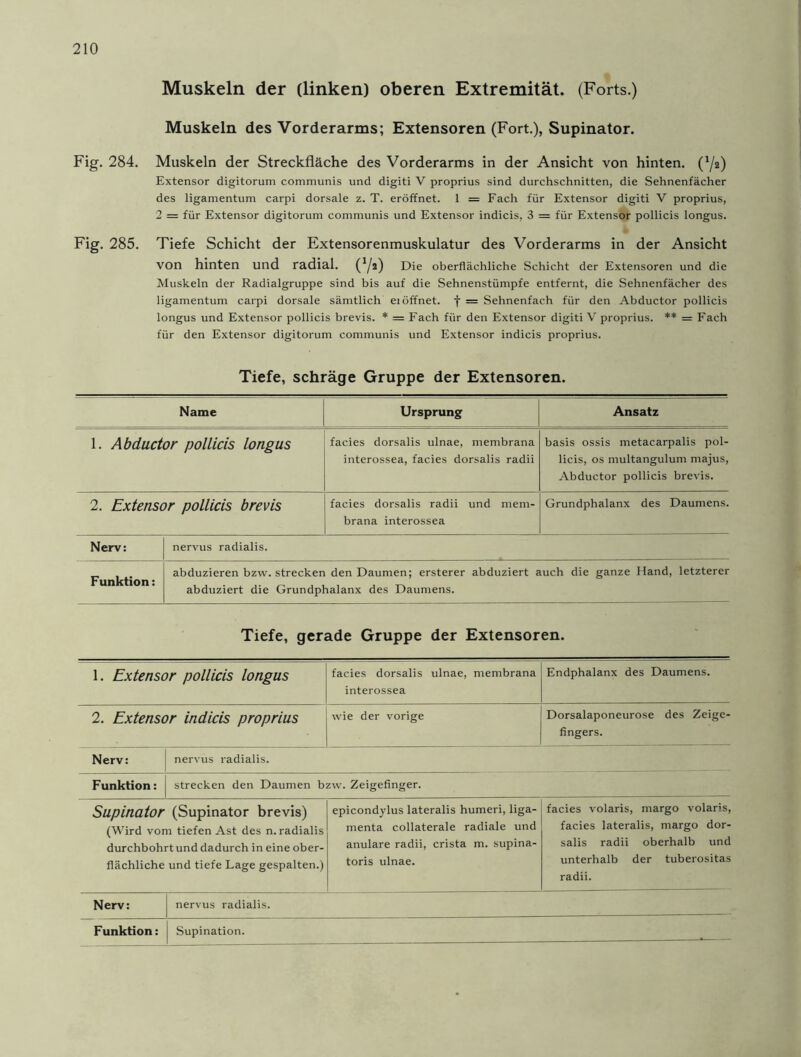 Muskeln der (linken) oberen Extremität. (Forts.) Muskeln des Vorderarms; Extensoren (Fort.), Supinator. Fig. 284. Muskeln der Streckfläche des Vorderarms in der Ansicht von hinten. (l/z) Extensor digitorum communis und digiti V proprius sind durchschnitten, die Sehnenfächer des ligamentum carpi dorsale z. T. eröffnet. 1 = Fach für Extensor digiti V proprius, 2 = für Extensor digitorum communis und Extensor indicis, 3 = für Extensor pollicis longus. Fig. 285. Tiefe Schicht der Extensorenmuskulatur des Vorderarms in der Ansicht von hinten und radial. (V2) Die oberflächliche Schicht der Extensoren und die Muskeln der Radialgruppe sind bis auf die Sehnenstümpfe entfernt, die Sehnenfächer des ligamentum carpi dorsale sämtlich ei öffnet, f = Sehnenfach für den Abductor pollicis longus und Extensor pollicis brevis. * = Fach für den Extensor digiti V proprius. ** = Fach für den Extensor digitorum communis und Extensor indicis proprius. Tiefe, schräge Gruppe der Extensoren. Name Ursprung Ansatz 1. Abductor pollicis longus facies dorsalis ulnae, membrana interossea, facies dorsalis radii basis ossis metacarpalis pol- licis, os multangulum majus, Abductor pollicis brevis. 2. Extensor pollicis brevis facies dorsalis radii und mem- brana interossea Grundphalanx des Daumens. Nerv: nervus radialis. Funktion: abduzieren bzw. strecken den Daumen; ersterer abduziert auch die ganze Hand, letzterer abduziert die Grundphalanx des Daumens. Tiefe, gerade Gruppe der Extensoren. 1. Extensor pollicis longus facies dorsalis ulnae, membrana interossea Endphalanx des Daumens. 2. Extensor indicis proprius wie der vorige Dorsalaponeurose des Zeige- fingers. Nerv: nervus radialis. Funktion: strecken den Daumen bzw. Zeigefinger. Supinator (Supinator brevis) (Wird vom tiefen Ast des n. radialis durchbohrt und dadurch in eine ober- flächliche und tiefe Lage gespalten.) epicondylus lateralis humeri, liga- menta collaterale radiale und anulare radii, crista m. supina- toris ulnae. facies volaris, margo volaris, facies lateralis, margo dor- salis radii oberhalb und unterhalb der tuberositas radii. Nerv: nervus radialis.