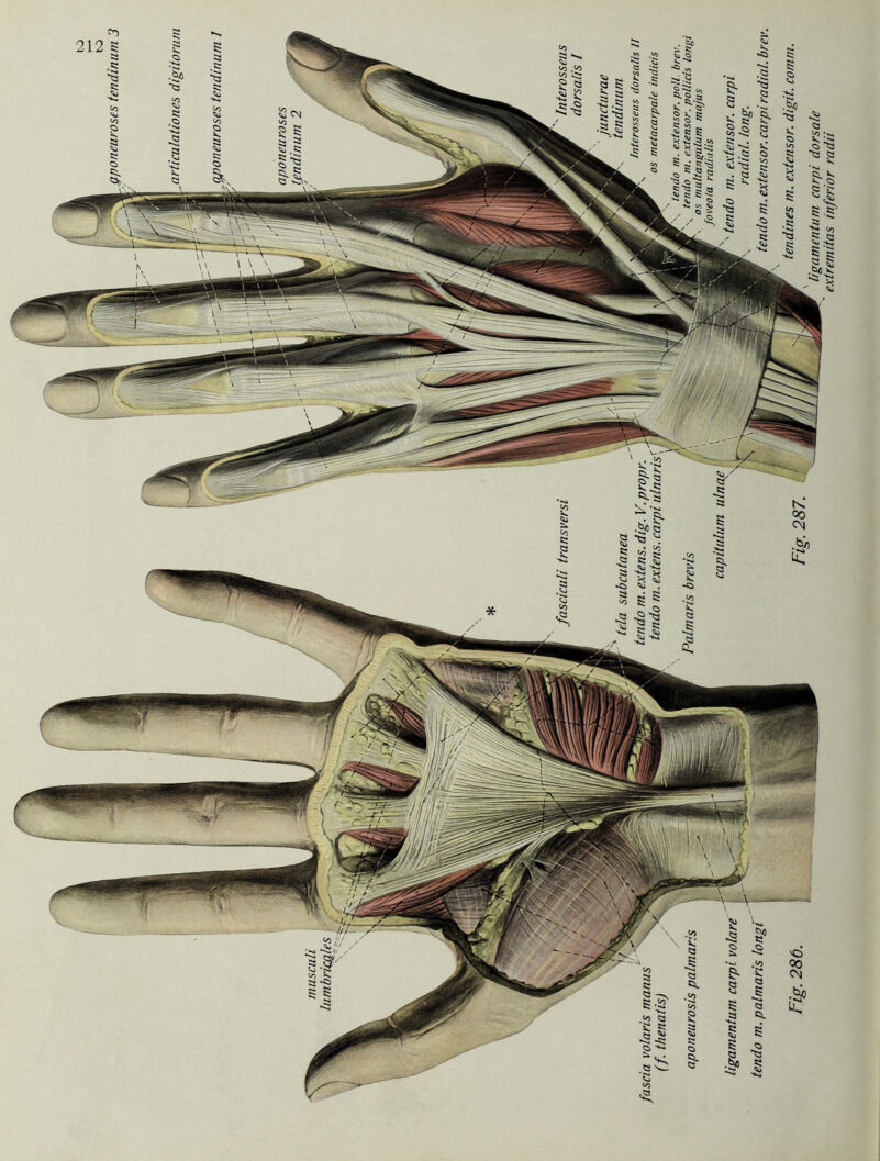 Qponeurosts tendinuni 3 4> Ö ^3 <3 </> ö 5» Q —s S-3 .CO C3 £ ss Q S»