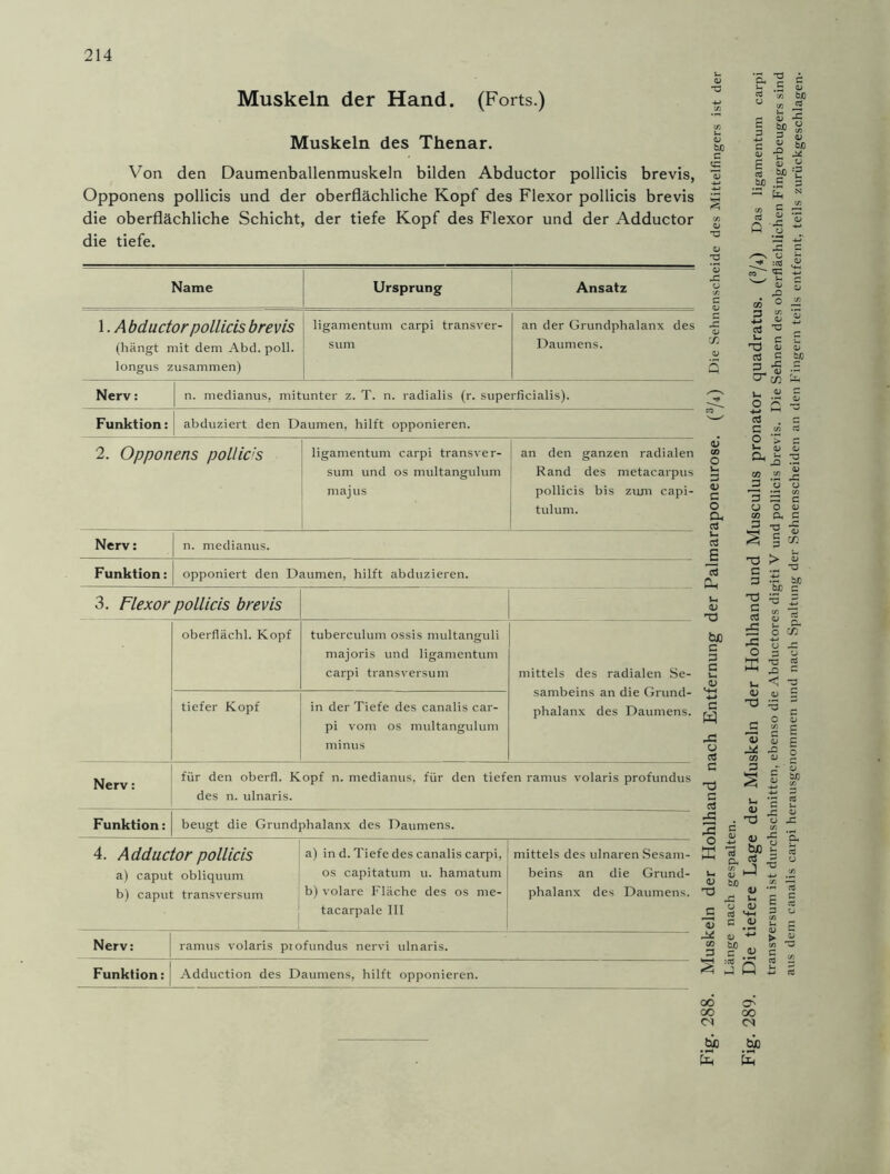 Muskeln der Hand. (Forts.) Muskeln des Thenar. Von den Daumenballenmuskeln bilden Abductor pollicis brevis, Opponens pollicis und der oberflächliche Kopf des Flexor pollicis brevis die oberflächliche Schicht, der tiefe Kopf des Flexor und der Adductor die tiefe. Name Ursprung Ansatz 1. Abductor pollicis brevis (hängt mit dem Abd. poll. longus zusammen) ligamentum carpi transver- sum an der Grundphalanx des Daumens. Nerv: n. medianus, mitunter z. T. n. radialis (r. superficialis). Funktion: abduziert den Daumen, hilft opponieren. 2. Opponens pollic's ligamentum carpi transver- sum und os multangulum majus an den ganzen radialen Rand des metacarpus pollicis bis zum capi- tulum. Nerv: n. medianus. 3. Flexor pollicis brevis oberflächl. Kopf tubereulum ossis multanguli majoris und ligamentum carpi transversum mittels des radialen Se- sambeins an die Grund- phalanx des Daumens. tiefer Kopf in der Tiefe des canalis car- pi vom os multangulum minus Nerv: für den oberfl. Kopf n. medianus, für den tiefen ramus volaris profundus des n. ulnaris. Funktion: beugt die Grundphalanx des Daumens. 4. Adductor pollicis a) caput obliquum b) caput transversum a) in d. Tiefe des canalis carpi, os capitatum u. hamatum b) volare Fläche des os me- tacarpale III mittels des ulnaren Sesam- beins an die Grund- phalanx des Daumens. Nerv: ramus volaris piofundus nervi ulnaris. Fig. -88. Muskeln der Hohlhand nach Entfernung der Palmaraponeurose. (a/4) Die Sehnenscheide des Mittelfingers ist der Länge nach gespalten. Fig. 289. Die tiefere Lage der Muskeln der Hohlhand und Musculus pronator quadratus. (3/i) Das ligamentum carpi transversum ist durchschnitten, ebenso die Abductores digiti V und pollicis brevis. Die Sehnen des oberflächlichen Fingerbeugers sind aus dem canalis carpi herausgenommen und nach Spaltung der Sehnenscheiden an den Fingern teils entfernt, teils zurückgeschlagen.