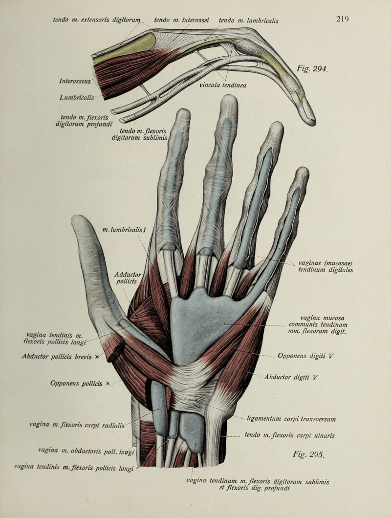 vincula tendinea m. lumbricalisl Adductor pollicis i tendo m. cxte/isoris digitorum _ tcndo m. Interossei tendo m. lumbricalis 219 Fig. 294. Interosseus\ Lumbricalis tendo m.flexoris digitorum projundi tendo m.flexoris / ' digitorum sublimisl \ vaginae (mucosae) tendinum digitales vagina tendinis m. flexoris pollicis longt' Abductor pollicis brevis x Opponens pollicis > vagina m.flexoris carpi radialis'# vagina m. abductoris poll. lou'gi vagina tendinis m.flexoris pollicis longi ■' vagina mucosa . communis tendinum mm. flexorum digit. — Opponens digiti V Abductor digiti V • ligamentum carpi transversum __ tendo m.flexoris carpi ulnaris Fig. 295. vagina tendinum m.flexoris digitorum sublimis et flexoris dig profundi