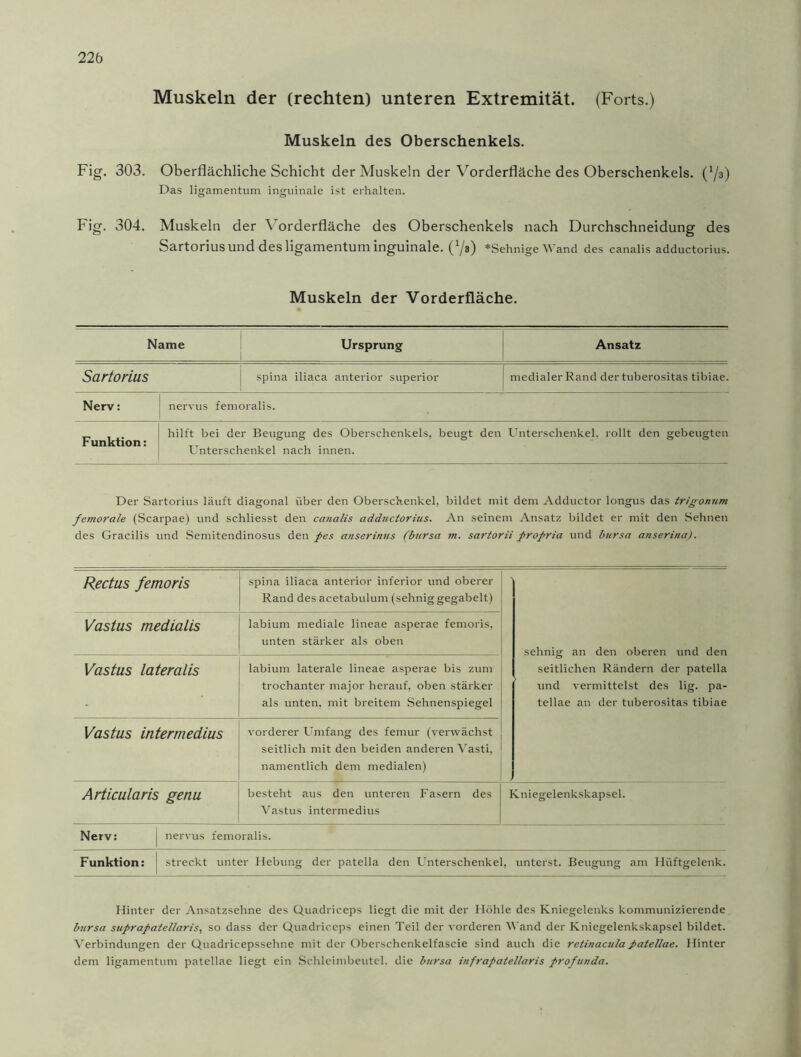 Muskeln der (rechten) unteren Extremität. (Forts.) Muskeln des Oberschenkels. Fig. 303. Oberflächliche Schicht der Muskeln der Vorderfläche des Oberschenkels. (l/a) Das ligamentum inguinale ist erhalten. Fig. 304. Muskeln der Vorderfläche des Oberschenkels nach Durchschneidung des Sartorius und des ligamentum inguinale. (7s) »Sehnige Wand des canalis adductorius. Muskeln der Vorderfläche. Name Ursprung Ansatz Sartorius spina iliaca anterior Superior medialer Rand der tuberositas tibiae. Nerv: nervus femoralis. hilft bei der Beugung des Oberschenkels, beugt den Unterschenkel, rollt den gebeugten Unterschenkel nach innen. Der Sartorius läuft diagonal über den Oberschenkel, bildet mit dem Adductor longus das trigonum femorale (Scarpae) und schliesst den canalis adductorius. An seinem Ansatz bildet er mit den Sehnen des Gracilis und Semitendinosus den pes anserinus (bursa m. sartorii propria und bursa anserina). Rectus femoris spina iliaca anterior inferior und oberer Rand des acetabulum (sehnig gegabelt) sehnig an den oberen und den seitlichen Rändern der patella und vermittelst des lig. pa- tellae an der tuberositas tibiae Vastus medialis labium mediale lineae asperae femoris, unten stärker als oben Vastus Lateralis labium laterale lineae asperae bis zum trochanter major herauf, oben stärker als unten, mit breitem Sehnenspiegel Vastus intermedius vorderer Umfang des femur (verwächst seitlich mit den beiden anderen Yasti, namentlich dem medialen) Articularis genu besteht aus den unteren Fasern des Vastus intermedius Kniegelenkskapsel. Nerv: nervus femoralis. Funktion: streckt unter Hebung der patella den Unterschenkel, unterst. Beugung am Hüftgelenk. Hinter der Ansatzsehne des Quadriceps liegt die mit der Höhle des Kniegelenks kommunizierende bursa suprapatellaris, so dass der Quadriceps einen Teil der vorderen Wand der Kniegelenkskapsel bildet. Verbindungen der Quadricepssehne mit der Oberschenkelfascie sind auch die retinaculapatellae. Hinter dem ligamentum patellae liegt ein Schleimbeutel, die bursa infrapatellaris profunda.
