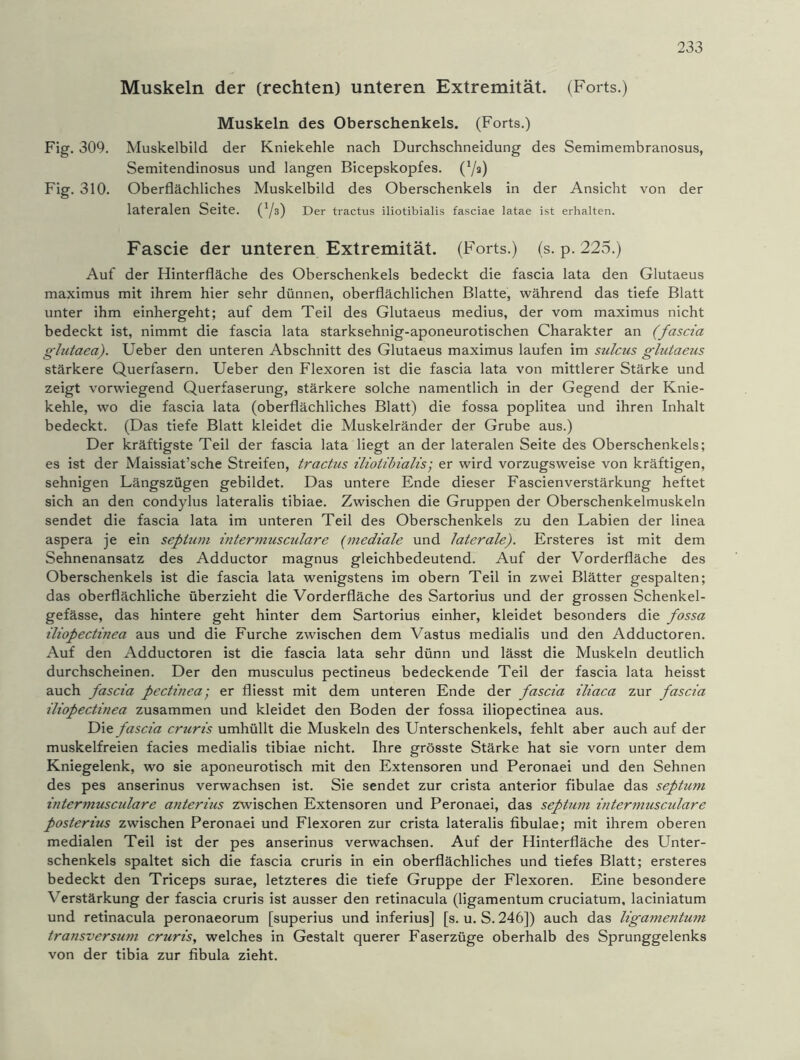 Muskeln der (rechten) unteren Extremität. (Forts.) Muskeln des Oberschenkels. (Forts.) Fig. 309. Muskelbild der Kniekehle nach Durchschneidung des Semimembranosus, Semitendinosus und langen Bicepskopfes. (7a) Fig. 310. Oberflächliches Muskelbild des Oberschenkels in der Ansicht von der lateralen Seite. (V3) Der tractus iliotibialis fasciae latae ist erhalten. Fascie der unteren Extremität. (Forts.) (s. p. 225.) Auf der Hinterfläche des Oberschenkels bedeckt die fascia lata den Glutaeus maximus mit ihrem hier sehr dünnen, oberflächlichen Blatte, während das tiefe Blatt unter ihm einhergeht; auf dem Teil des Glutaeus medius, der vom maximus nicht bedeckt ist, nimmt die fascia lata starksehnig-aponeurotischen Charakter an (fascia glutaea). Ueber den unteren Abschnitt des Glutaeus maximus laufen im sulcus glutaeus stärkere Querfasern. Ueber den Flexoren ist die fascia lata von mittlerer Stärke und zeigt vorwiegend Querfaserung, stärkere solche namentlich in der Gegend der Knie- kehle, wo die fascia lata (oberflächliches Blatt) die fossa poplitea und ihren Inhalt bedeckt. (Das tiefe Blatt kleidet die Muskelränder der Grube aus.) Der kräftigste Teil der fascia lata liegt an der lateralen Seite des Oberschenkels; es ist der Maissiat’sche Streifen, tractus iliotibialis; er wird vorzugsweise von kräftigen, sehnigen Längszügen gebildet. Das untere Ende dieser Fascienverstärkung heftet sich an den condylus lateralis tibiae. Zwischen die Gruppen der Oberschenkelmuskeln sendet die fascia lata im unteren Teil des Oberschenkels zu den Labien der linea aspera je ein seplutn intermusculare (mediale und laterale). Ersteres ist mit dem Sehnenansatz des Adductor magnus gleichbedeutend. Auf der Vorderfläche des Oberschenkels ist die fascia lata wenigstens im obern Teil in zwei Blätter gespalten; das oberflächliche überzieht die Vorderfläche des Sartorius und der grossen Schenkel- gefässe, das hintere geht hinter dem Sartorius einher, kleidet besonders die fossa iliopectinea aus und die Furche zwischen dem Vastus medialis und den Adductoren. Auf den Adductoren ist die fascia lata sehr dünn und lässt die Muskeln deutlich durchscheinen. Der den musculus pectineus bedeckende Teil der fascia lata heisst auch fascia pectinea; er fliesst mit dem unteren Ende der fascia iliaca zur fascia iliopectinea zusammen und kleidet den Boden der fossa iliopectinea aus. Die fascia cruris umhüllt die Muskeln des Unterschenkels, fehlt aber auch auf der muskelfreien facies medialis tibiae nicht. Ihre grösste Stärke hat sie vorn unter dem Kniegelenk, wo sie aponeurotisch mit den Extensoren und Peronaei und den Sehnen des pes anserinus verwachsen ist. Sie sendet zur crista anterior fibulae das septum intermusculare anterius zwischen Extensoren und Peronaei, das septum intermusculare posterius zwischen Peronaei und Flexoren zur crista lateralis fibulae; mit ihrem oberen medialen Teil ist der pes anserinus verwachsen. Auf der Hinterfläche des Unter- schenkels spaltet sich die fascia cruris in ein oberflächliches und tiefes Blatt; ersteres bedeckt den Triceps surae, letzteres die tiefe Gruppe der Flexoren. Eine besondere Verstärkung der fascia cruris ist ausser den retinacula (ligamentum cruciatum, laciniatum und retinacula peronaeorum [superius und inferius] [s. u. S. 246]) auch das ligamentum transversu?n cruris, welches in Gestalt querer Faserzüge oberhalb des Sprunggelenks von der tibia zur fibula zieht.