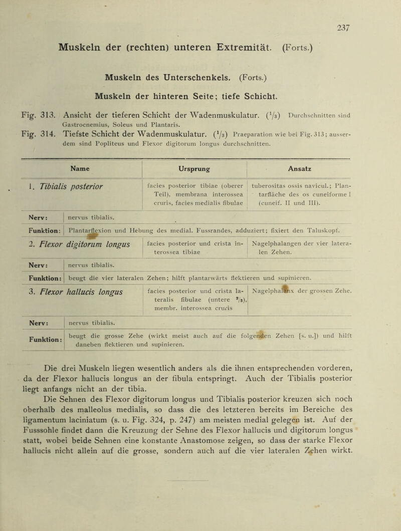 Muskeln der (rechten) unteren Extremität. (Forts.) Muskeln des Unterschenkels. (Forts.) Muskeln der hinteren Seite; tiefe Schicht. Fig. 313. Ansicht der tieferen Schicht der Wadenmuskulatur. (73) Durchschnitten sind Gastrocnemius, Soleus und Plantaris. Fig. 314. Tiefste Schicht der Wadenmuskulatur. (73) Praeparation wie bei Fig. 313; ausser- dem sind Popliteus und Flexor digitorum longus durchschnitten. Name Ursprung Ansatz 1. Tibialis posterior facies posterior tibiae (oberer Teil), membrana interossea cruris, facies medialis fibulae tuberositas ossis navicul.; Plan- tarfläche des os cuneiforme I (cuneif. II und III). Nerv: j nervus tibialis. Funktion: Plantarflexion und Hebung des medial. Fussrandes, adduziert; fixiert den Taluskopf. 2. Flexor digitorum longus facies posterior und crista in- terossea tibiae Nagelphalangen der vier latera- len Zehen. Nerv: nervus tibialis. Funktion: beugt die vier lateralen Zehen; hilft plantanvärts flektieren und supinieren. 3. Flexor hallucis longus facies posterior und crista la- teralis fibulae (untere s/s), membr. interossea cruris NagelphalUnx der grossen Zehe. Nerv: nervus tibialis. Funktion: beugt die grosse Zehe (wirkt meist auch auf die folgenden Zehen [s. u.]) und hilft daneben flektieren und supinieren. Die drei Muskeln liegen wesentlich anders als die ihnen entsprechenden vorderen, da der Flexor hallucis longus an der fibula entspringt. Auch der Tibialis posterior liegt anfangs nicht an der tibia. Die Sehnen des Flexor digitorum longus und Tibialis posterior kreuzen sich noch oberhalb des malleolus medialis, so dass die des letzteren bereits im Bereiche des ligamentum laciniatum (s. u. Fig. 324, p. 247) am meisten medial gelegen ist. Auf der Fusssohle findet dann die Kreuzung der Sehne des Flexor hallucis und digitorum longus statt, wobei beide Sehnen eine konstante Anastomose zeigen, so dass der starke Flexor hallucis nicht allein auf die grosse, sondern auch auf die vier lateralen Zehen wirkt.