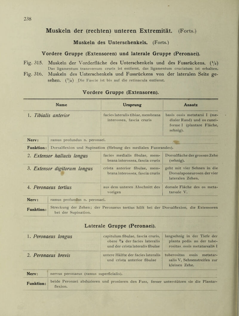 Muskeln der (rechten) unteren Extremität. (Forts.) Muskeln des Unterschenkels. (Forts.) Vordere Gruppe (Extensoren) und laterale Gruppe (Peronaei). Fig. 315. Muskeln der Vorderfläche des Unterschenkels und des Fussrückens. (*/3) Das ligamentum transversum cruris ist entfernt, das ligamentum cruciatum ist erhalten. Fig. 316. Muskeln des Unterschenkels und Fussrückens von der lateralen Seite ge- sehen. (1 /3) Die Fascie ist bis auf die retinacula entfernt. Vordere Gruppe (Extensoren). Name Ursprung Ansatz 1. Tibialis anterior facies lateralis tibiae, membrana interossea, fascia cruris basis ossis metatarsi I (me- dialer Rand) und os cunei- forme I (plantare Fläche, sehnig). Nerv: ramus profundus n. peronaei. Funktion: Dorsalflexion und Supination (Hebung des medialen Fussrandes). 2. Extensor hallucis longus facies medialis fibulae, mem- brana interossea, fascia cruris Dorsalfläche der grossen Zehe (sehnig). 3. Extensor digitorum longus crista anterior fibulae, mem- brana interossea, fascia cruris geht mit vier Sehnen in die Dorsalaponeurosen der vier lateralen Zehen. 4. Peronaeus tertius aus dem unteren Abschnitt des vorigen dorsale Fläche des os meta- tarsale V. Nerv: ramus profundus n. peronaei. Funktion: Streckung der Zehen; der Peronaeus tertius hilft bei der Dorsalflexion, die Extensoren bei der Supination. Laterale Gruppe (Peronaei). 1. Peronaeus longus capitulum fibulae, fascia cruris, obere 2/s der facies lateralis und der crista lateralis fibulae langsehnig in der Tiefe der planta pedis an der tube- rositas ossis metatarsalis I 2. Peronaeus bre vis untere Hälfte der facies lateralis und crista anterior fibulae tuberositas ossis metatar- salis V, Sehnenstreifen zur kleinen Zehe. Nerv: nervus peronaeus (ramus superficialis). beide Peronaei abduzieren flexion. und pronieren den Fuss, ferner unterstützen sie die Plantar-