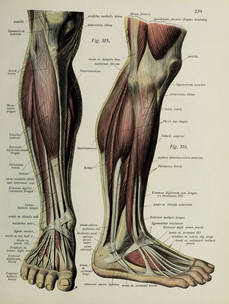 patella ligamenhim patellae Biceps femoris Quadriceps femoris (Vastus lateralis) Peto->' naens longus patella ligamentnm patellae _tuberositas tibiae Extensor hallucis, brevis
