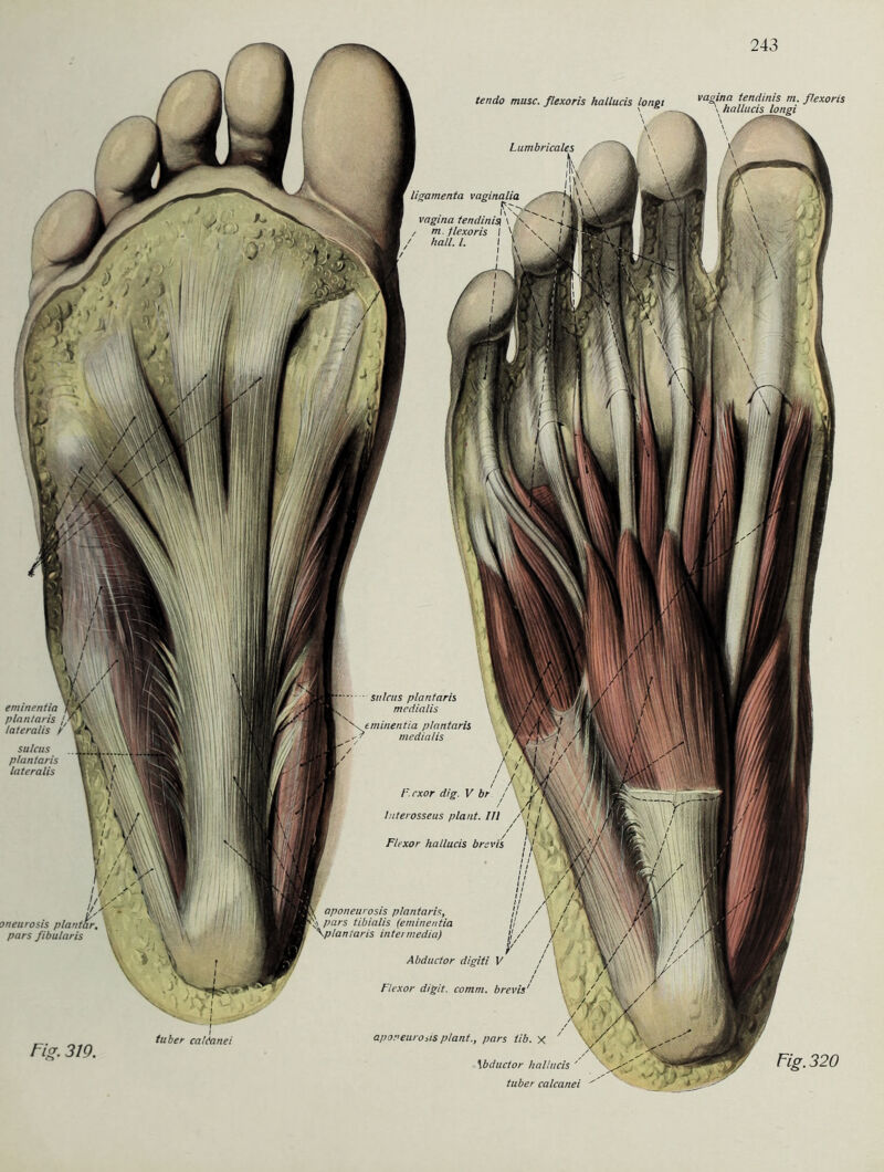 Lumbricales tminentia plantaris, medialis tuber cahtanei eminentia plantaris lateralis sulcus plantaris lateralis Fig. 319. tendo musc. flexoris hallucis longi ''^hallud^lo Fexoris gamenta vaginalia \ , j. ■ / \ \ vagina tendinis{ \ . \ s- J Hfl m. flexoris I V' \ i Yflfl hall. I. I , \ iM I 'A NJifl Hfl I \ Jflf KE sulcus plantaris medialis i F.rxor dig. V br j , !/ /' / \\v luterosseus plant. Ul / / , \\\ / j i /M Flexor hallucis brr vis ! I * aponeurosrs plantaris, pars tibialis (eminentia taris intennedia) Abductor digiti V Flexor digit. comm. brevis' aporeurods plant., pars iib. x y \bductor hallucis Fig. 320 tuber calcanei