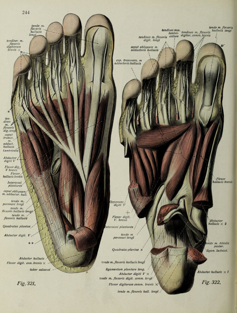 tendo m.flexoris tendines mm. hallucis longi lumbri- tendines m. flexoris tendines m.flexoris calium digitor. comm. brevis / digit. longi '// A r //i ten- dines / m. f flexoris ft \ 1 dig. lont“ ' caput transv. , m. ' adduct. hallucis Lumbricales Flexor dig. V brevis Flexor,- , hallucis brebis \ J Interossei plantares' caput obliquum/ \0 m. adductor. hall. tendo m. / peronaei longi tendo m. ./ flexoris hallucis lon^f tendo m. / flexoris hallucis Quadratus plantae Abductor digit. V \y, \ Abductor hallucis y' Flexor digit. com. brevis X -~'\r V iT tuber calcanei Fig. 321. “ v / / * tendo m. flexoris digit. comm. longi •- / / V / Flexor digitorurn comm. brevis X ifc • ' -■ tendo m.flexoris hall, longi , 'endo m. tibialis poster. ligam. laciniat. Abductor hallucis X t Fig. 322.