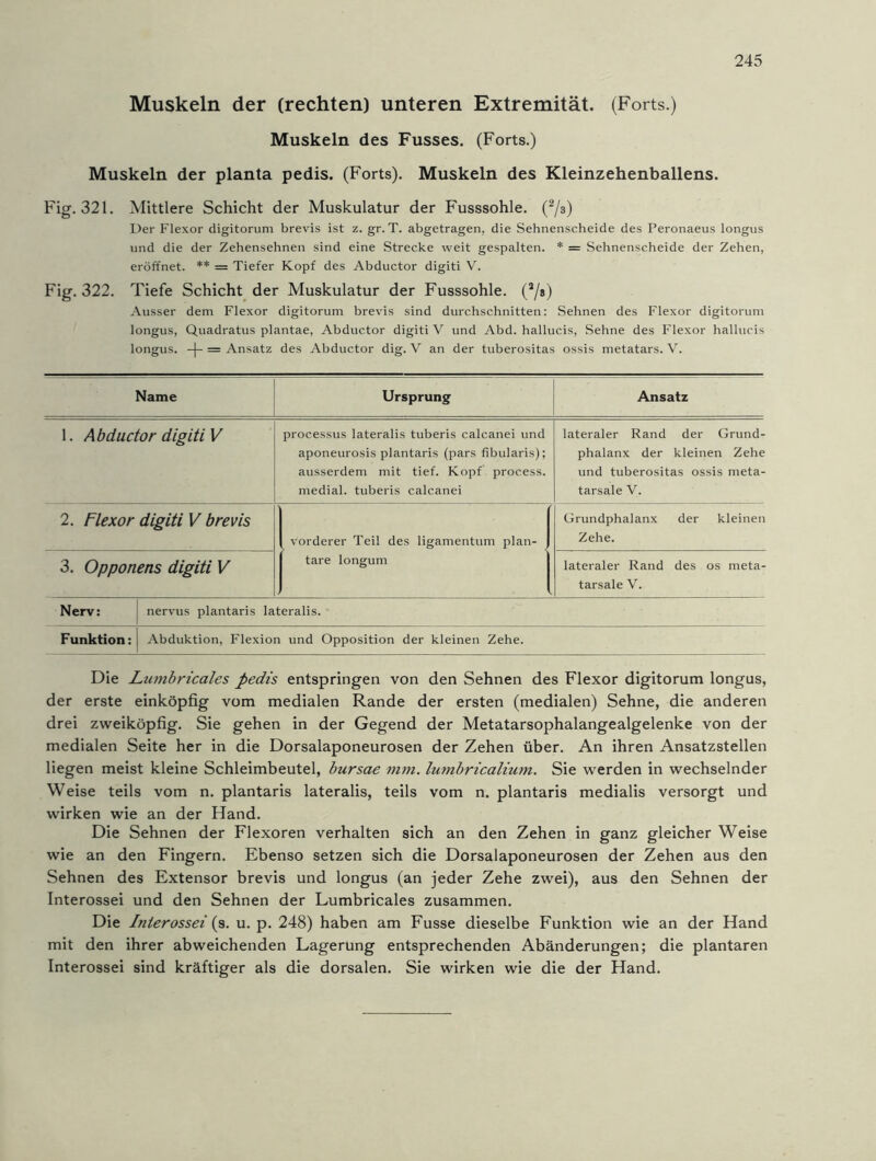 Muskeln der (rechten) unteren Extremität. (Forts.) Muskeln des Fusses. (Forts.) Muskeln der planta pedis. (Forts). Muskeln des Kleinzehenballens. Fig. 321. Mittlere Schicht der Muskulatur der Fusssohle. (2/s) Der Flexor digitorum brevis ist z. gr. T. abgetragen, die Sehnenscheide des Peronaeus longus und die der Zehensehnen sind eine Strecke weit gespalten. * = Sehnenscheide der Zehen, eröffnet. ** = Tiefer Kopf des Abductor digiti V. Fig. 322. Tiefe Schicht der Muskulatur der Fusssohle. (2/j) Ausser dem Flexor digitorum brevis sind durchschnitten: Sehnen des Flexor digitorum longus, Quadratus plantae, Abductor digiti V und Abd. hallucis, Sehne des Flexor hallucis longus. -)- = Ansatz des Abductor dig. V an der tuberositas ossis metatars. V. Name Ursprung Ansatz 1. Abductor digiti V processus lateralis tuberis calcanei und aponeurosis plantaris (pars fibularis); ausserdem mit tief. Kopf process. medial, tuberis calcanei lateraler Rand der Grund- phalanx der kleinen Zehe und tuberositas ossis meta- tarsale V. 2. Flexor digiti V brevis vorderer Teil des ligamentum plan- tare longum Grundphalanx der kleinen Zehe. 3. Opponens digiti V lateraler Rand des os meta- tarsale V. Nerv: nervus plantaris lateralis. Funktion: Abduktion, Flexion und Opposition der kleinen Zehe. Die Lumbricales pedis entspringen von den Sehnen des Flexor digitorum longus, der erste einköpfig vom medialen Rande der ersten (medialen) Sehne, die anderen drei zweiköpfig. Sie gehen in der Gegend der Metatarsophalangealgelenke von der medialen Seite her in die Dorsalaponeurosen der Zehen über. An ihren Ansatzstellen liegen meist kleine Schleimbeutel, bursae mm. lumbricalium. Sie werden in wechselnder Weise teils vom n. plantaris lateralis, teils vom n. plantaris medialis versorgt und wirken wie an der Hand. Die Sehnen der Flexoren verhalten sich an den Zehen in ganz gleicher Weise wie an den Fingern. Ebenso setzen sich die Dorsalaponeurosen der Zehen aus den Sehnen des Extensor brevis und longus (an jeder Zehe zwei), aus den Sehnen der Interossei und den Sehnen der Lumbricales zusammen. Die Interossei {s. u. p. 248) haben am Fusse dieselbe Funktion wie an der Hand mit den ihrer abweichenden Lagerung entsprechenden Abänderungen; die plantaren Interossei sind kräftiger als die dorsalen. Sie wirken wie die der Hand.