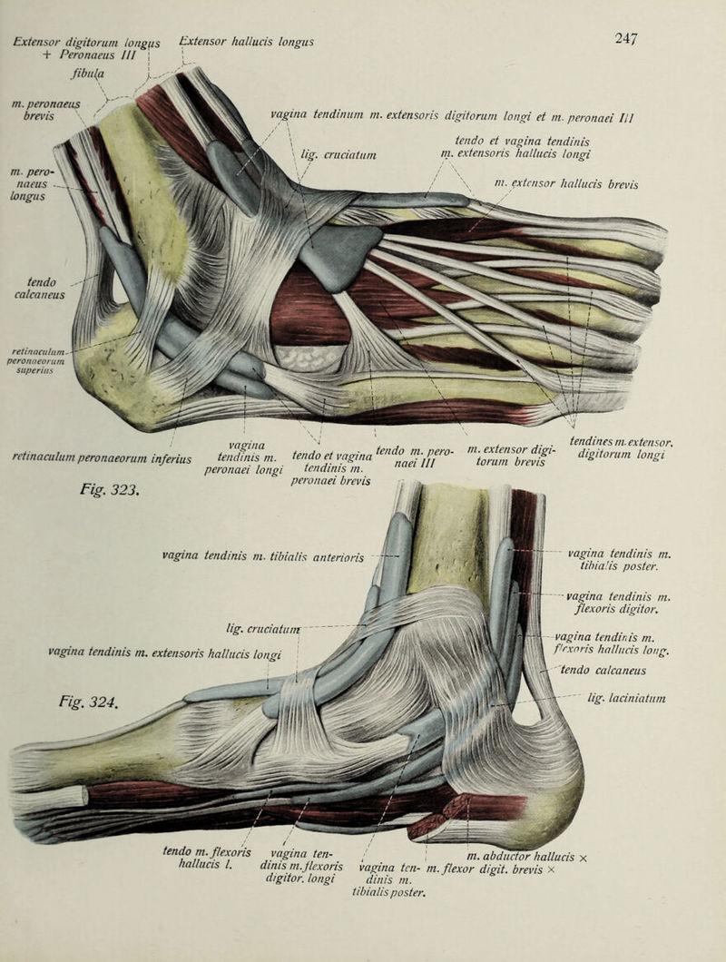 tendo calcaneus retinaculumr peronaeorum superius Extensor hallucis longus vagina tendinum m. extensoris digitorum longi et m. peronaei III \ t . cruciatum tendo et vagina tendinis m. extensoris hallucis longi m. extcnsor hallucis brevis Extensor digitorum longus + Peronaeus III \ I .ft tendo m. flexoris vagina ten- / j m. abductZFhallucis hallucis l. ainis m.jlexoris vagina tcn- m.flexor digit. brevis x digitor. longi dinis m. tibialis poster. tn. extensor digi- torum brevis it-nuuits m- exiensor. digitorum longi vagina tendinis m. tibialis anterioris lig. cruciatum: vagina tendinis m. extensoris hallucis longi Fig. 324. vagina tendinis m. tibialis poster. vagina tendinis m. flexoris digitor. vagina tendinis m. flexoris hallucis long. tendo calcaneus lig. laciniatum retinaculum peronaeorum in/erius Fig. 323. vagina tendinis m. peronaei longi tendo et vagina enc'° n}% Pf n tendinis in. naei peronaei brevis