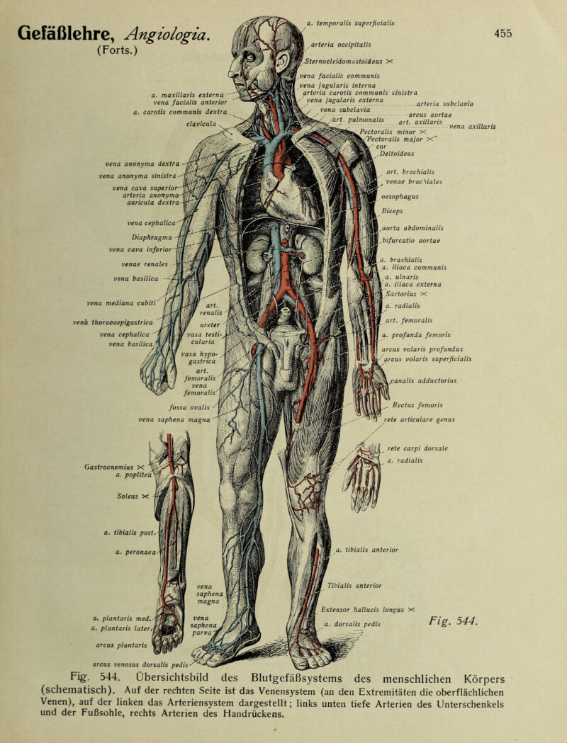 Lm art. ll'iiw renalis ff , fW ureter W vasa festig ' cular ia vasa hypo- gastrica art. femoralis' t vena & femoralis'lf Gefäßlehre, Angiologia. (Forts.) a. maxillaris externa  vena facialis anterior a. carotis communis dextra clavicula . arteria anonyma-^Tl^/f. auricula dextra~w[~/7 1 vena cephalica' JtJ fossa ovalis /W vena saphena magna ' p \ Soleus x vena saphena magna vena saphena parva2 a. dorsalis pedis vena anonyma dextra -*• vena anonyma sinistra - vena cava superior- Diaphragma vena cava inferior venae renales vena basilica vena mediana cubiti vena thoracoepigastrica vena cephalica vena basilical*\i Mm Gastrocnemius X a. a. tibialis post a. temporalis superficialis arteria occipitalis \Sternocleidomastoideus X vena facialis communis vena jugularis interna arteria carotis communis sinistra ''vena jugularis externa ar/ma sabclavia vena sabclavia arcus aortae ^/brt. pulmonahs artm axmaris . ^ • _ vena axillaris Pectoralis minor X 'Pectoralis major x* cor .Deltoideus art. brachialis venae brachiales Oesophagus Biceps ,aorta abdominalis ,bifurcatio aortae a. brachialis a. iliaca communis a. ulnaris a. iliaca externa Sartorius x a. radialis art. femoralis a. profunda femoris arcus volaris profundus arcus volaris superficialis .canalis adductorius ,, Rectus femoris rete articulare genus rete carpi dorsale a. radialis 455 fl. plantaris med, a. plantaris later arcus plantaris arcus venosus dorsalis pedis a. tibialis anterior Tibialis anterior Extensor hallucis longus X Fig. 544. Fig. 544. Übersichtsbild des Blutgefäßsystems des menschlichen Körpers (schematisch). Auf der rechten Seite ist das Venensystem (an den Extremitäten die oberflächlichen Venen), auf der linken das Arteriensystem dargestellt; links unten tiefe Arterien des Unterschenkels und der Fußsohle, rechts Arterien des Handrückens.