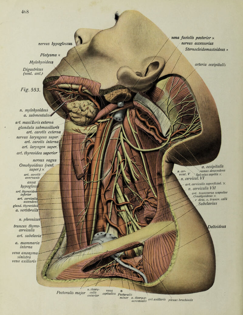 \eltoideus n. thora- vena nervus hypoglossus V Ak Platysma x Mylohyoideus Digastricus * (vent. ant.) A Fig. 553. n. mylohyoideus a. submentalis art. maxillaris externa glandula submaxillaris art. carotis externa nervus laryngeus super, art. carotis internaf;j art. laryngea super, art. thyreoidea superior nervus vagus Omohyoideus (vent.— super.) x art. carotis 7.“ comntunis / ansa Z hvpoglossi art. thyreoidea inferior Egt.- art. cervicalis^ ascendens’^fS gland. thyreoidea a. vertebralism \ n. phrenictts truncus thyreo-\ cervicalis art. subclavia a. mammaria interna vena anonymen-- sinistra vena axillaris — vena facialis posterior x nervus accessorius Sternocleidomastoideus x arteria occipitalis a. occipitalis n.cer- \ ramus descendens vical. V ' Splenius capitis X cervical. VI art. cervicalis superficial. X n. cervicalis VIl art. transversa scapulae Omohyoideus X r desc. a. transv. colli Subclavius Pectoralis major cephalica pectomiis anterior minor a. thoraco- , ' acromialis ar* axillaris plexUs brachialis