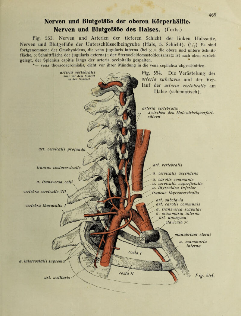 Nerven und Blutgefäße der oberen Körperhälfte. Nerven und Blutgefäße des Halses. (Forts.) Fig. 553. Nerven und Arterien der tieferen Schicht der linken Halsseite, Nerven und Blutgefäße der Unterschlüsselbeingrube (Hals, 5. Schicht). (V2) Es sind fortgenommen: der Omohyoideus, die vena jugularis interna (bei X X die obere und untere Schnitt- fläche, X Schnittfläche der jugularis externa) ; der Sternocleidomastoideusansatz ist nach oben zurück- gelegt, der Splenius capitis längs der arteria occipitalis gespalten. *= vena thoracoacromialis, dicht vor ihrer Mündung in die vena cephalica abgeschnitten. arteria vertebralis zwischen den Halswirbelquerfort- sätzen art. cervicalis profunda truncus costocervicalis art. vertebralis a. cervicalis ascendens a. transversa colli vertebra cervicalis VII vertebra thoracalis I a. carotis communis a. cervicalis superficialis a. thyreoidea inferior truncus thyreocervicalis art. subclavia art. carotis communis Fig. 554. Die Verästelung der arteria subclavia und der Ver- lauf der arteria vertebralis am Halse (schematisch). a. intercostalis arteria vertebralis harz vor dem Eintritt in den Schädel manubrium sterni a. mammaria interna Fig. 554. a. transversa scapulae a. mammaria interna art anonyma clavicula X art. axillaris' costa II