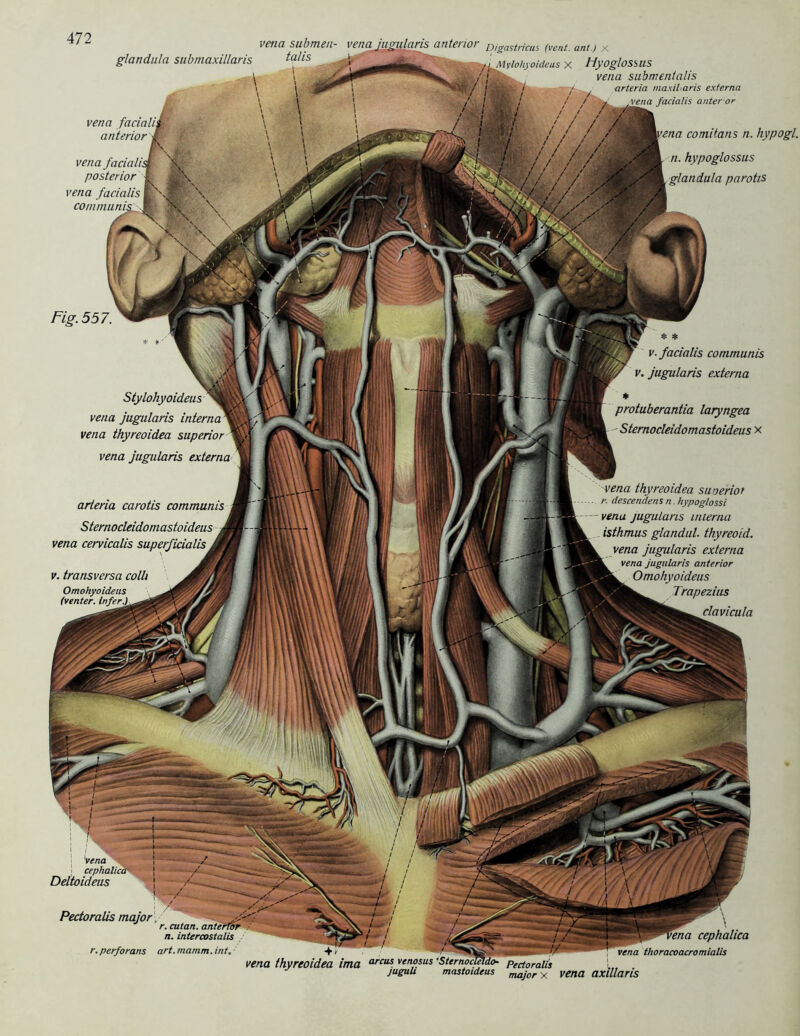 vena \ j cephalict Dettoideus glandula submaxillaris ^IS d \ venasubmen- vena juoiilaris anterior DisasMcus (vent. am.) x v ylohyoideus X Hy’OglOSSUS vena sabmentalis arteria rnaxiLaris externa vena facialis anter or vena facialiA anterior 'M vena facialiA posterior vena facialis t \ communis F fl' \ ' \ \ ' |vena comitans n. hypogl. n. hypoglossus glandula parotis Fig.557. * * v. facialis communis v. jugularis externa protuberantia laryngea - Sternocleidomastoideus x Stylohyoideus vena jugularis interna\ vena thyreoidea superior vena jugularis externa vena thyreoidea suueriot r. descendens n. hypoglossi venu jugularis interna isthmus glandul. thyreoid. vena jugularis externa V vena jugularis anterior HL Omohyoideus Trapezius ti clavicula v. transversa colli Omohyoideus (venter. infer.l arteria carotis communis Sternocleidomastoideus vena cervicalis superficialis Pedoralis major ’ r. cutan. anterior I n. intercostalis r. perforans art. mamm. int. cephalica vena thoracoacromialis vena thyreoidea ima arcus. ven°sus'Stemocleldo■ pectoralis I . juguU mastoideus x vena axillaris