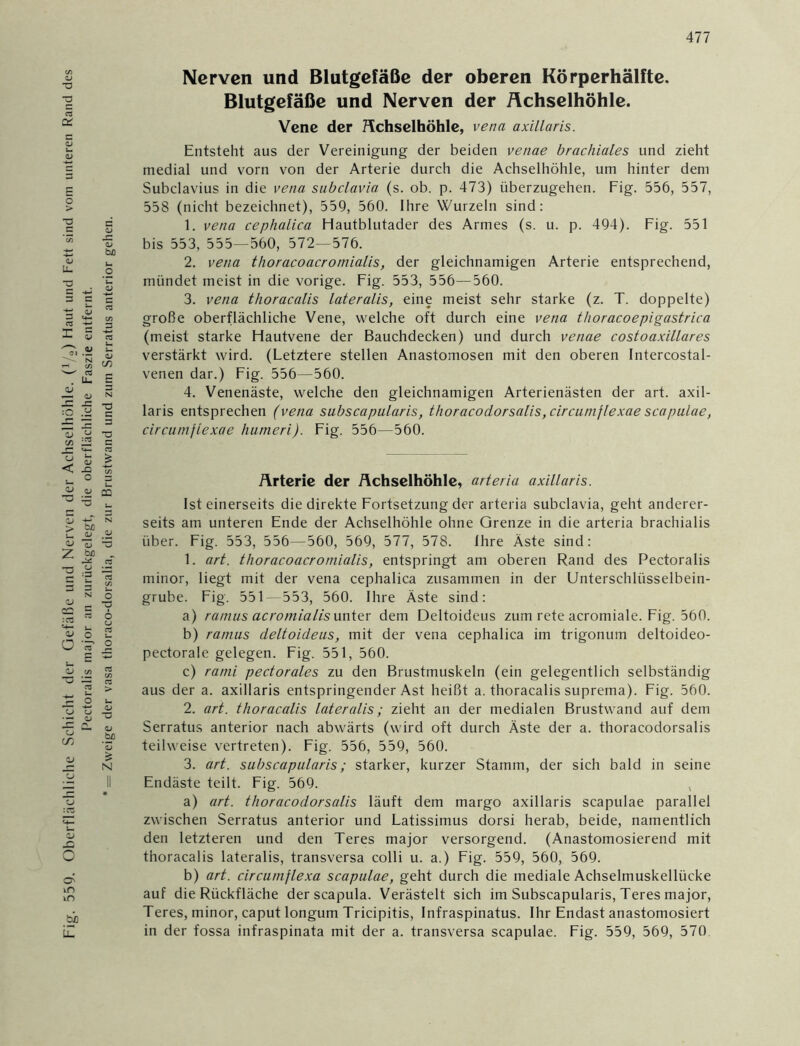 Fig. 559. Oberflächliche Schicht der Gefäße und Nerven der Achselhöhle. (1/2) Haut und Fett sind vom unteren Rand des Rectoralis major an zurückgelegt, die oberflächliche Faszie entfernt. * = Zweige der vasa thoraco-dorsalia, die zur Brustwand und zum Serratus anterior gehen. Nerven und Blutgefäße der oberen Körperhälfte. Blutgefäße und Nerven der Achselhöhle. Entsteht aus der Vereinigung der beiden venae brachiales und zieht medial und vorn von der Arterie durch die Achselhöhle, um hinter dem Subclavius in die vena subclavia (s. ob. p. 473) überzugehen. Fig. 556, 557, 558 (nicht bezeichnet), 559, 560. Ihre Wurzeln sind: 1. vena cephalica Hautblutader des Armes (s. u. p. 494). Fig. 551 bis 553, 555—560, 572—576. 2. vena thoracoacromialis, der gleichnamigen Arterie entsprechend, mündet meist in die vorige. Fig. 553, 556—560. 3. vena thoracalis lateralis, eine meist sehr starke (z. T. doppelte) große oberflächliche Vene, welche oft durch eine vena thoracoepigastrica (meist starke Hautvene der Bauchdecken) und durch venae c o st o axillar es verstärkt wird. (Letztere stellen Anastomosen mit den oberen Intercostal- venen dar.) Fig. 556—560. 4. Venenäste, welche den gleichnamigen Arterienästen der art. axil- laris entsprechen (vena subscapularis, thoracodorsalis,circumflexae scapulae, circumflexae humeri). Fig. 556—560. Arterie der Achselhöhle, arteria axillaris. Ist einerseits die direkte Fortsetzung der arteria subclavia, geht anderer- seits am unteren Ende der Achselhöhle ohne Grenze in die arteria brachialis über. Fig. 553, 556—560, 569, 577, 578. Ihre Äste sind: 1. art. thoracoacromialis, entspringt am oberen Rand des Pectoralis minor, liegt mit der vena cephalica zusammen in der Unterschlüsselbein- grube. Fig. 551—553, 560. Ihre Äste sind: a) ramus acromialis unter dem Deltoideus zum rete acromiale. Fig. 560. b) ramus deltoideus, mit der vena cephalica im trigonum deltoideo- pectorale gelegen. Fig. 551, 560. c) rami pedorales zu den Brustmuskeln (ein gelegentlich selbständig aus der a. axillaris entspringender Ast heißt a. thoracalis suprema). Fig. 560. 2. art. thoracalis lateralis; zieht an der medialen Brustwand auf dem Serratus anterior nach abwärts (wird oft durch Äste der a. thoracodorsalis teilweise vertreten). Fig. 556, 559, 560. 3. art. subscapularis; starker, kurzer Stamm, der sich bald in seine Endäste teilt. Fig. 569. a) art. thoracodorsalis läuft dem margo axillaris scapulae parallel zwischen Serratus anterior und Latissimus dorsi herab, beide, namentlich den letzteren und den Teres major versorgend. (Anastomosierend mit thoracalis lateralis, transversa colli u. a.) Fig. 559, 560, 569. b) art. circumflexa scapulae, geht durch die mediale Achselmuskellücke auf die Rückfläche der scapula. Verästelt sich im Subscapularis, Teres major, Teres, minor, caput longum Tricipitis, Infraspinatus. Ihr Endast anastomosiert in der fossa infraspinata mit der a. transversa scapulae. Fig. 559, 569, 570