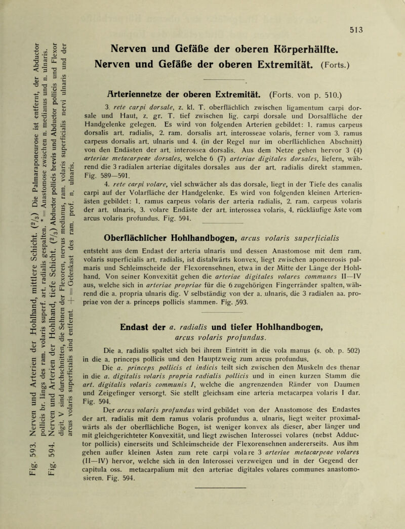 Fig. 593. Nerven und Arterien der Hohlhand, mittlere Schicht. (2/3) Die Palmaraponeurose ist entfernt, der Abductor pollicis br. längs des ram. volaris superf. art. radialis gespalten. * = Anastomose zwischen n. medianus und n. ulnaris. Fig. 594. Nerven und Arterien der Hohlhand, tiefe Schicht. (2/3) Abductor pollicis brevis und Abductor pollicis und Flexor digit. V sind durchschnitten, die Sehnen der Flexoren, nervus medianus, ram. volaris superficialis nervi ulnaris und der arcus volaris superficialis sind entfernt. -f = Gelenkast des ram. prof. n. ulnaris. Ärteriennetze der oberen Extremität. (Forts, von p. 510.) 3. rete carpi dorsale, z. kl. T. oberflächlich zwischen ligamentum carpi dor- sale und Haut, z. gr. T. tief zwischen lig. carpi dorsale und Dorsalfläche der Handgelenke gelegen. Es wird von folgenden Arterien gebildet: 1. ramus carpeus dorsalis art. radialis, 2. ram. dorsalis art. interosseae volaris, ferner vom 3. ramus carpeus dorsalis art. ulnaris und 4. (in der Regel nur im oberflächlichen Abschnitt) von den Endästen der art. interossea dorsalis. Aus dem Netze gehen hervor 3 (4) arteriae metacarpeae dorsales, welche 6 (7) arteriae digitales dorsales, liefern, wäh- rend die 3 radialen arteriae digitales dorsales aus der art. radialis direkt stammen. Fig. 589—591. 4. rete carpi volare, viel schwächer als das dorsale, liegt in der Tiefe des canalis carpi auf der Volarfläche der Handgelenke. Es wird von folgenden kleinen Arterien- ästen gebildet: 1. ramus carpeus volaris der arteria radialis, 2. ram. carpeus volaris der art. ulnaris, 3. volare Endäste der art. interossea volaris, 4. rückläufige Äste vom arcus volaris profundus. Fig. 594. Oberflächlicher Hohlhandbogen, arcus volaris superficialis entsteht aus dem Endast der arteria ulnaris und dessen Anastomose mit dem ram. volaris superficialis art. radialis, ist distalwärts konvex, liegt zwischen aponeurosis pal- maris und Schleimscheide der Flexorensehnen, etwa in der Mitte der Länge der Hohl- hand. Von seiner Konvexität gehen die arteriae digitales volares communes II—IV aus, welche sich in arteriae propriae für die 6 zugehörigen Fingerränder spalten, wäh- rend die a. propria ulnaris dig. V selbständig von 'der a. ulnaris, die 3 radialen aa. pro- priae von der a. princeps pollicis stammen. Fig. 593. Endast der a. radialis und tiefer Hohlhandbogen, arcus volaris profundus. Die a. radialis spaltet sich bei ihrem Eintritt in die vola manus (s. ob. p. 502) in die a. princeps pollicis und den Hauptzweig zum arcus profundus. Die a. princeps pollicis et indicis teilt sich zwischen den Muskeln des thenar in die a. digitalis volaris propria radialis pollicis und in einen kurzen Stamm die art. digitalis volaris communis I, welche die angrenzenden Ränder von Daumen und Zeigefinger versorgt. Sie stellt gleichsam eine arteria metacarpea volaris I dar. Fig. 594. Der arcus volaris profundus wird gebildet von der Anastomose des Endastes der art. radialis mit dem ramus volaris profundus a. ulnaris, liegt weiter proximal- wärts als der oberflächliche Bogen, ist weniger konvex als dieser, aber länger und mit gleichgerichteter Konvexität, und liegt zwischen Interossei volares (nebst Adduc- tor pollicis) einerseits und Schleimscheide der Flexorensehnen andererseits. Aus ihm gehen außer kleinen Ästen zum rete carpi volare 3 arteriae metacarpeae volares (II—IV) hervor, welche sich in den Interossei verzweigen und in der Gegend der capitula oss. metacarpalium mit den arteriae digitales volares communes anastomo- sieren. Fig. 594.