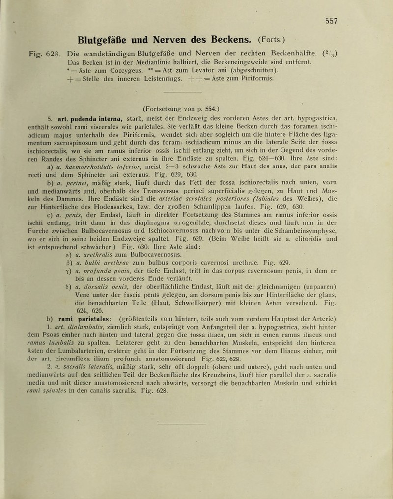 Blutgefäße und Nerven des Beckens. (Forts.) Fig. 628. Die wandständigen Blutgefäße und Nerven der rechten Beckenhälfte. (2 3) Das Becken ist in der Medianlinie halbiert, die Beckeneingeweide sind entfernt. * = Äste zum Coccygeus. ** = Ast zum Levator ani (abgeschnitten). + = Stelle des inneren Leistenrings, -j- -f- = Äste zum Piriformis. (Fortsetzung von p. 554.) 5. art. pudenda interna, stark, meist der Endzweig des vorderen Astes der art. hypogastrica, enthält sowohl rami viscerales wie parietales. Sie verläßt das kleine Becken durch das foramen ischi- adicum majus unterhalb des Piriformis, wendet sich aber sogleich um die hintere Fläche des liga- mentum sacrospinosum und geht durch das foram. ischiadicum minus an die laterale Seite der fossa ischiorectalis, wo sie am ramus inferior ossis ischii entlang zieht, um sich in der Gegend des vorde- ren Randes des Sphincter ani externus in ihre Endäste zu spalten. Fig. 624—630. Ihre Äste sind: a) a. liaemorrhoidalis inferior, meist 2—3 schwache Äste zur Haut des anus, der pars analis recti und dem Sphincter ani externus. Fig. 629, 630. b) a. perinei, mäßig stark, läuft durch das Fett der fossa ischiorectalis nach unten, vorn und medianwärts und, oberhalb des Transversus perinei superficialis gelegen, zu Haut und Mus- keln des Dammes. Ihre Endäste sind die arteriae scrotales posteriores (labiales des Weibes), die zur Hinterfläche des Hodensackes, bzw. der großen Schamlippen laufen. Fig. 629, 630. c) a. penis, der Endast, läuft in direkter Fortsetzung des Stammes am ramus inferior ossis ischii entlang, tritt dann in das diaphragma urogenitale, durchsetzt dieses und läuft nun in der Furche zwischen Bulbocavernosus und Ischiocavernosus nach vorn bis unter die Schambeinsymphyse, wo er sich in seine beiden Endzweige spaltet. Fig. 629. (Beim Weibe heißt sie a. clitoridis und ist entsprechend schwächer.) Fig. 630. Ihre Äste sind: a) a. urethralis zum Bulbocavernosus. ß) a. bulbi urethrae zum bulbus corporis cavernosi urethrae. Fig. 629. y) a. profunda penis, der tiefe Endast, tritt in das corpus cavernosum penis, in dem er bis an dessen vorderes Ende verläuft. b) a. dorsalis penis, der oberflächliche Endast, läuft mit der gleichnamigen (unpaaren) Vene unter der fascia penis gelegen, am dorsum penis bis zur Hinterfläche der glans, die benachbarten Teile (Haut, Schwellkörper) mit kleinen Ästen versehend. Fig. 624, 626. b) rami parietales: (größtenteils vom hintern, teils auch vom vordem Hauptast der Arterie) 1. art. iliolumbalis, ziemlich stark, entspringt vom Anfangsteil der a. hypogastrica, zieht hinter dem Psoas einher nach hinten und lateral gegen die fossa iliaca, um sich in einen ramus iliacus und ramus lunibalis zu spalten. Letzterer geht zu den benachbarten Muskeln, entspricht den hinteren Ästen der Lumbalarterien, ersterer geht in der Fortsetzung des Stammes vor dem Iliacus einher, mit der art. circumflexa ilium profunda anastomosierend. Fig. 622, 628. 2. fl. sacralis lateralis, mäßig stark, sehr oft doppelt (obere und untere), geht nach unten und medianwärts auf den seitlichen Teil der Beckenfläche des Kreuzbeins, läuft hier parallel der a. sacralis media und mit dieser anastomosierend nach abwärts, versorgt die benachbarten Muskeln und schickt rami spinales in den canalis sacralis. Fig. 628.