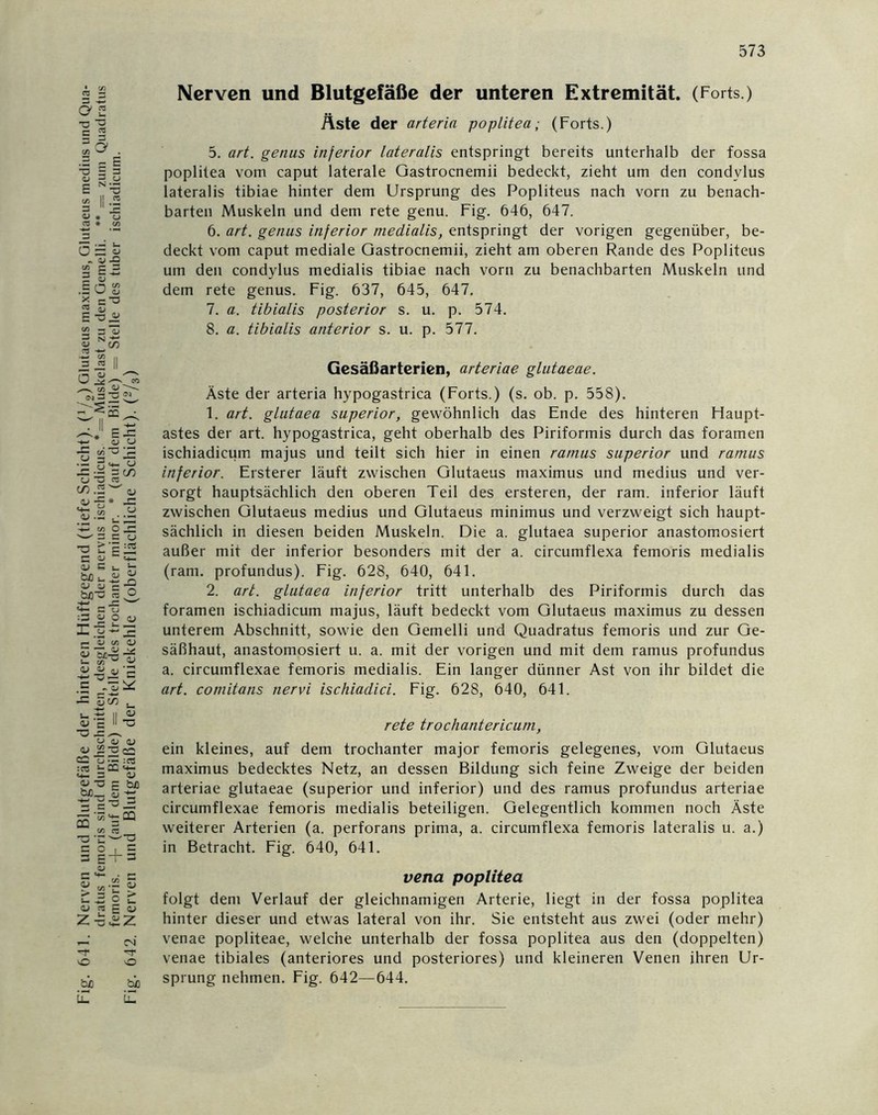 Fig. 641. Nerven und Blutgefäße der hinteren Flüftgegend (tiefe Schicht). (1/2) Glutaeus maximus, Glutaeus medius und Qua- dratus femoris sind durchschnitten, desgleichen der nervus ischiadicus. *= Muskelast zu den Gemelli. ** = zum Quadratus femoris. -j- (auf dem Bilde) = Stelle des trochanter minor. * (auf dem Bilde) = Stelle des tuber ischiadicum. Fig. 642. Nerven und Blutgefäße der Kniekehle (oberflächliche Schicht). (2/3) Nerven und Blutgefäße der unteren Extremität. (Forts.) Äste der arteria poplitea; (Forts.) 5. art. genus inferior lateralis entspringt bereits unterhalb der fossa poplitea vom caput laterale Gastrocnemii bedeckt, zieht um den condylus lateralis tibiae hinter dem Ursprung des Popliteus nach vorn zu benach- barten Muskeln und dem rete genu. Fig. 646, 647. 6. art. genus inferior medialis, entspringt der vorigen gegenüber, be- deckt vom caput mediale Gastrocnemii, zieht am oberen Rande des Popliteus um den condylus medialis tibiae nach vorn zu benachbarten Muskeln und dem rete genus. Fig. 637, 645, 647. 7. a. tibialis posterior s. u. p. 574. 8. a. tibialis anterior s. u. p. 577. Gesäßarterien, arteriae glutaeae. Äste der arteria hypogastrica (Forts.) (s. ob. p. 558). 1. art. glutaea superior, gewöhnlich das Ende des hinteren Haupt- astes der art. hypogastrica, geht oberhalb des Piriformis durch das foramen ischiadicum majus und teilt sich hier in einen ramus superior und ramus inferior. Ersterer läuft zwischen Glutaeus maximus und medius und ver- sorgt hauptsächlich den oberen Teil des ersteren, der ram. inferior läuft zwischen Glutaeus medius und Glutaeus minimus und verzweigt sich haupt- sächlich in diesen beiden Muskeln. Die a. glutaea superior anastomosiert außer mit der inferior besonders mit der a. circumflexa femoris medialis (ram. profundus). Fig. 628, 640, 641. 2. art. glutaea inferior tritt unterhalb des Piriformis durch das foramen ischiadicum majus, läuft bedeckt vom Glutaeus maximus zu dessen unterem Abschnitt, sowie den Gemelli und Quadratus femoris und zur Ge- säßhaut, anastomosiert u. a. mit der vorigen und mit dem ramus profundus a. circumflexae femoris medialis. Ein langer dünner Ast von ihr bildet die art. comitans nervi ischiadici. Fig. 628, 640, 641. rete trochantericum, ein kleines, auf dem trochanter major femoris gelegenes, vom Glutaeus maximus bedecktes Netz, an dessen Bildung sich feine Zweige der beiden arteriae glutaeae (superior und inferior) und des ramus profundus arteriae circumflexae femoris medialis beteiligen. Gelegentlich kommen noch Äste weiterer Arterien (a. perforans prima, a. circumflexa femoris lateralis u. a.) in Betracht. Fig. 640, 641. vena poplitea folgt dem Verlauf der gleichnamigen Arterie, liegt in der fossa poplitea hinter dieser und etwas lateral von ihr. Sie entsteht aus zwei (oder mehr) venae popliteae, welche unterhalb der fossa poplitea aus den (doppelten) venae tibiales (anteriores und posteriores) und kleineren Venen ihren Ur- sprung nehmen. Fig. 642—644.