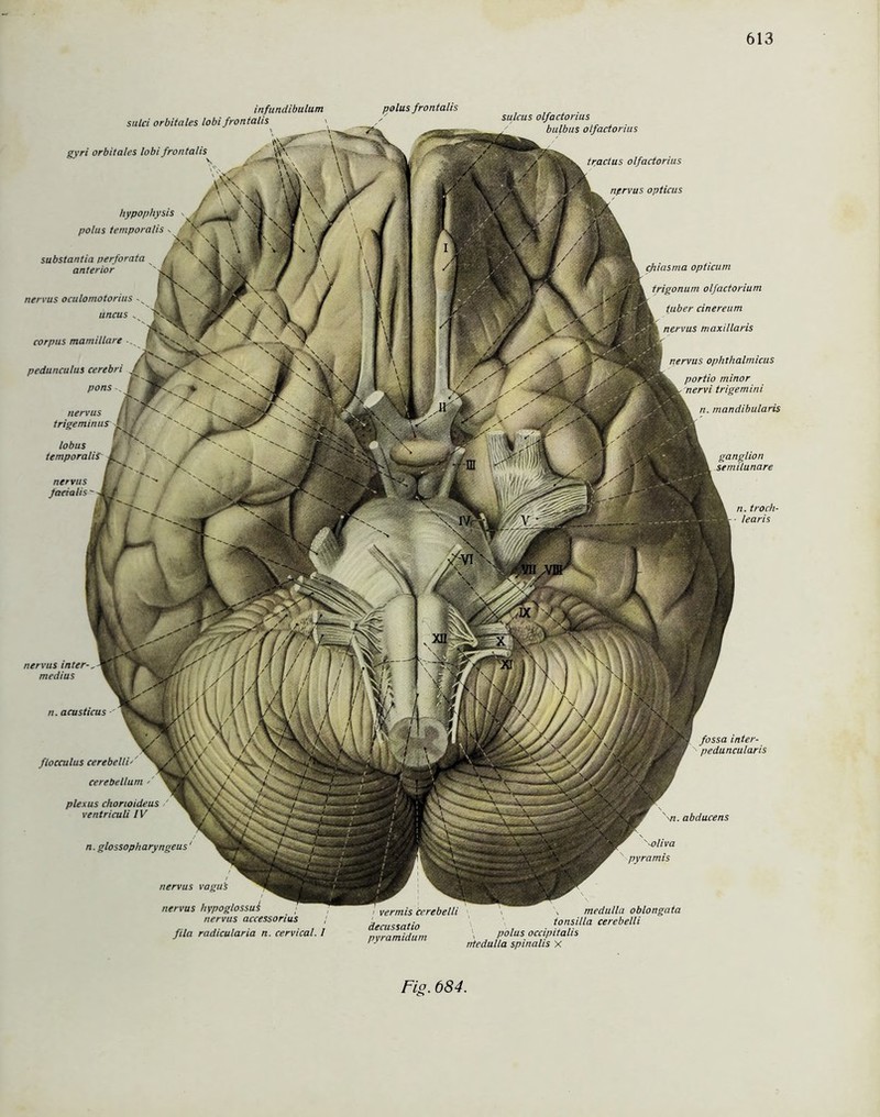 polus frontalis nervus int er- medius n. acusticus infundibulum sulei orbitales lobi frontalis gyri orbitales lobi frontalis ganglion semilunare n. troch- learis ■ vermis decussatio pyramidum hypophysis polus ternporatis - substantia perforata anterior nervus oculornotorius - uncus v corpus mamillare .. pedunculus cerebri pons nervus trigeminus lobus temporaliS' nervus facialis nervus ophthalmicus portio minor nervi trigemini n. mandibularis nervus vagu's nervus hypoglossui nervus accessorius fila radicularia n. cervical. I fossa inter- peduncularis '\n. abducens \oliva pyramis , medulla oblongata tonsilla cerebelli polus occipitalis ntedulla spinalis X sulcus olfactorius bulbus olfactorius tractus olfactorius nprvus opticus cfiiasma opticum trigonuni olfactorium iuber cinereum nervus maxi/laris flocculus cerebelli' cerebellum >' plexus chorioideus ventriculi IV n. glossopharyngeus ‘