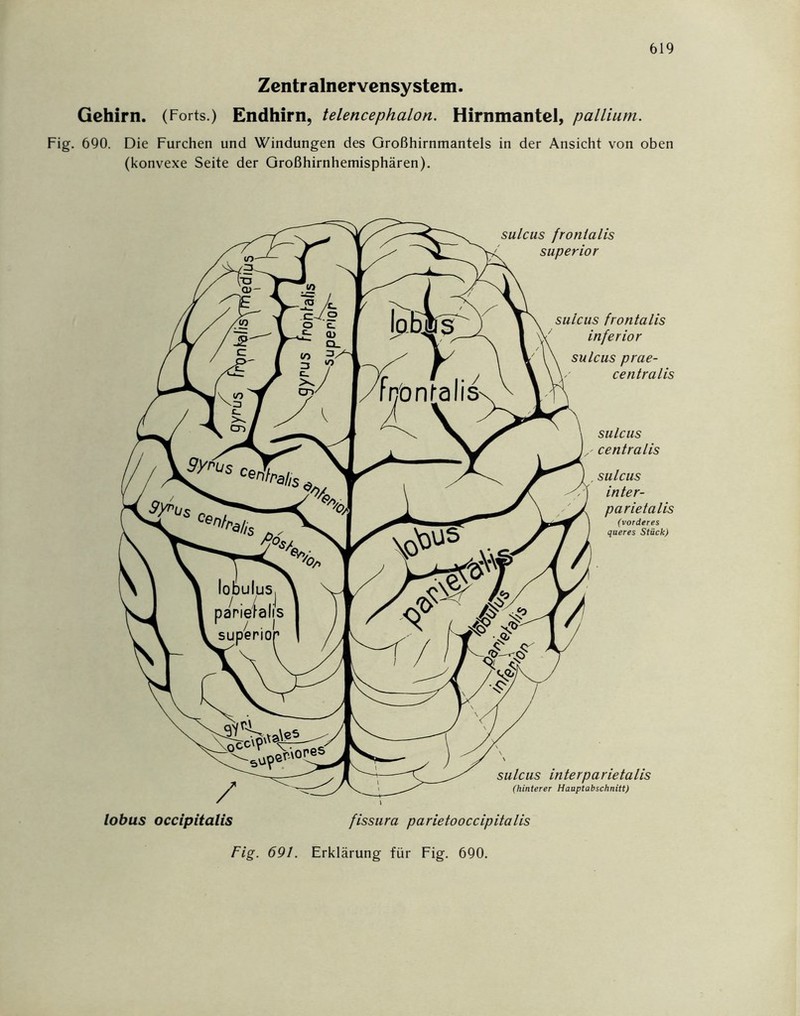 Zentralnervensystem. Gehirn. (Forts.) Endhirn, telencephalon. Hirnmantel, pallium. Fig. 690. Die Furchen und Windungen des Großhirnmantels in der Ansicht von oben (konvexe Seite der Großhirnhemisphären). sulcus frontalis superior suicus frontalis inferior sulcus prae- centralis sulcus centralis sulcus inter- parietalis (vorderes queres Stück) / lobus occipitalis sulcus interparietalis (hinterer Hanptabschnitt) fissura parietooccipitalis