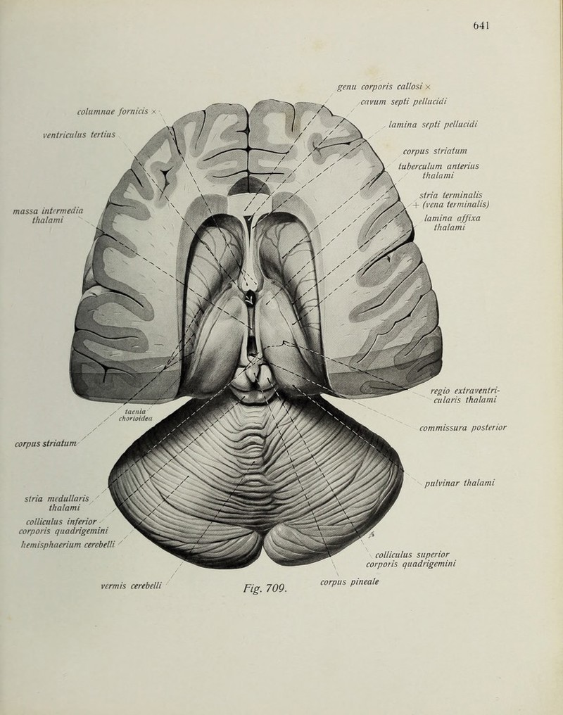 genu corporis cal/osi x columnae fornicis x ■, ventriculus tertius corpus striatum /' taenia / chorioidea massa intrrmedia thalami cavum septi pellucidi . lamina septi pellucidi corpus striatum tuberculum anterius thalami regio extraventri- cularis thalami commissura posterior stria mcdullaris thalami colliculus inferior 'orporis quadrigemini hemisphaerium cerebelli / pulvinar thalami colliculus superior corporis quadrigemini stria terminalis /+ (vena terminalis) lamina affixa thalami / vermis cerebelli corpus pineale