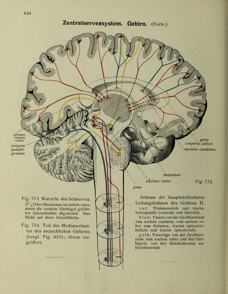 Zentralnervensystem. Gehirn. (Forts.) v genu corporis callosi ' nucleus caudatus splenium corporis callosi corpora q u adri- ge min a Fig. 713. Wurzeln des Sehnerven. (2/l) Der Hirnstamm ist mittels eines, durch die vordem Vierhügel geführ- ten Querschnittes abgetrennt. Man blickt auf diese Schnittfläche. Fig. 714. Teil des Mediansehnit- tes des menschlichen Gehirns, (vergl. Fig. 685); etwas ver- größert. V \ \ \ thalamus \ nucleus ruber Fig. 712. pons Schema der hauptsächlichsten Leitungsbahnen des Gehirns II. rot: Thalamusstiele und tractus tectospinalis (ventralis und lateralis). blau: Fasern von der Großhirnrinde zum nucleus caudatus, vom nucleus ru- ber zum thalamus; tractus spinocere- bellaris und tractus spinotectalis. gelb: Faserzüge von der Großhirn- rinde zum nucleus ruber und den Vier- hügeln, von den Brückenkernen zur Kleinhirnrinde.