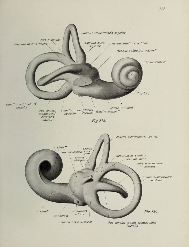 .cupula cochlcae cochlea , . \ (Crista “TSjr Fig. 818. (crista veslibuli) cnis commune ampulla ossea lateralis canalis semicircularis superior ampulla ossea ^recessus ellipticus vestibuli ior recessus sphaericus vestibuli canalis semicircula posterior crus simplex canalis setni- circularis lateralis Fig. 819. simplex canalis semicircularis lateralis cochlea ** cochlea * / canaliculus , cochleae vestibulum ampulla ossea uostcrior canalis semicircularis superior canalis semicircularis posterior aquacductus vestibuli crus commune canalis semicircularis S lateralis