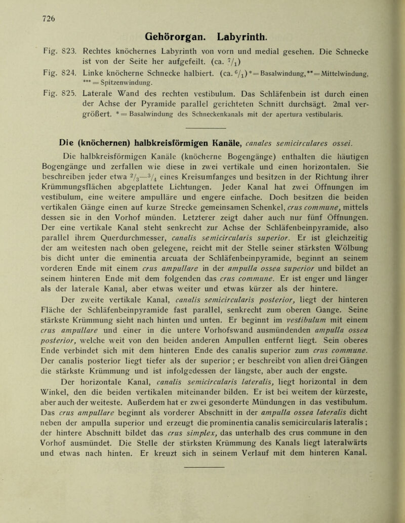 Gehörorgan. Labyrinth. Fig. 823. Rechtes knöchernes Labyrinth von vorn und medial gesehen. Die Schnecke ist von der Seite her aufgefeilt, (ca. 7/1) Fig. 824. Linke knöcherne Schnecke halbiert, (ca. 6/i)*= Basalwindung,** = Mittelwindung, *** = Spitzenwindung. Fig. 825. Laterale Wand des rechten vestibulum. Das Schläfenbein ist durch einen der Achse der Pyramide parallel gerichteten Schnitt durchsägt. 2mal ver- größert. *= Basalwindung des Schneckenkanals mit der apertura vestibularis. Die (knöchernen) halbkreisförmigen Kanäle, canales semicirculares ossei. Die halbkreisförmigen Kanäle (knöcherne Bogengänge) enthalten die häutigen Bogengänge und zerfallen wie diese in zwei vertikale und einen horizontalen. Sie beschreiben jeder etwa 2/3—3/4 eines Kreisumfanges und besitzen in der Richtung ihrer Krümmungsflächen abgeplattete Lichtungen. Jeder Kanal hat zwei Öffnungen im vestibulum, eine weitere ampulläre und engere einfache. Doch besitzen die beiden vertikalen Gänge einen auf kurze Strecke gemeinsamen Schenkel, crus commune, mittels dessen sie in den Vorhof münden. Letzterer zeigt daher auch nur fünf Öffnungen. Der eine vertikale Kanal steht senkrecht zur Achse der Schläfenbeinpyramide, also parallel ihrem Querdurchmesser, canalis semicircularis superior. Er ist gleichzeitig der am weitesten nach oben gelegene, reicht mit der Stelle seiner stärksten Wölbung bis dicht unter die eminentia arcuata der Schläfenbeinpyramide, beginnt an seinem vorderen Ende mit einem crus ampullare in der ampulla ossea superior und bildet an seinem hinteren Ende mit dem folgenden das crus commune. Er ist enger und länger als der laterale Kanal, aber etwas weiter und etwas kürzer als der hintere. Der zweite vertikale Kanal, canalis semicircularis posterior, liegt der hinteren Fläche der Schläfenbeinpyramide fast parallel, senkrecht zum oberen Gange. Seine stärkste Krümmung sieht nach hinten und unten. Er beginnt im vestibulum mit einem crus ampullare und einer in die untere Vorhofswand ausmündenden ampulla ossea posterior, welche weit von den beiden anderen Ampullen entfernt liegt. Sein oberes Ende verbindet sich mit dem hinteren Ende des canalis superior zum crus commune. Der canalis posterior liegt tiefer als der superior; er beschreibt von allen drei Gängen die stärkste Krümmung und ist infolgedessen der längste, aber auch der engste. Der horizontale Kanal, canalis semicircularis lateralis, liegt horizontal in dem Winkel, den die beiden vertikalen miteinander bilden. Er ist bei weitem der kürzeste, aber auch der weiteste. Außerdem hat er zwei gesonderte Mündungen in das vestibulum. Das crus ampullare beginnt als vorderer Abschnitt in der ampulla ossea lateralis dicht neben der ampulla superior und erzeugt die prominentia canalis semicircularis lateralis ; der hintere Abschnitt bildet das crus simplex, das unterhalb des crus commune in den Vorhof ausmündet. Die Stelle der stärksten Krümmung des Kanals liegt lateralwärts und etwas nach hinten. Er kreuzt sich in seinem Verlauf mit dem hinteren Kanal.