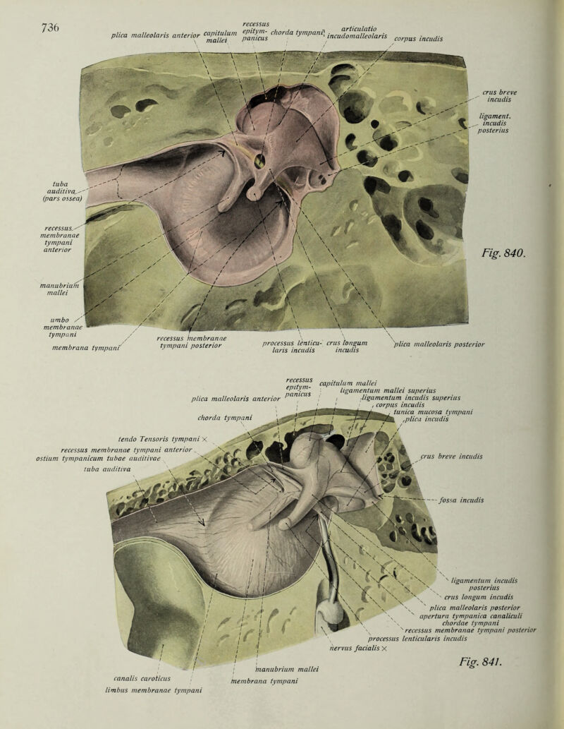 7 36 plica malleolaris anterior capitulum \ mailet recessus epitym- chorda tympani] panicus articulatio incudomalleolaris Corpus incudis tuba auditivau- (pars ossea) membranae tympani anterior manubrium mallei umbo / | membranae tympani membrana tympani' recessus hiembranae tympani posterior erus breve incudis ligament. . incudis posterius Fig. 840. processus lenticu- crus tongum \plica malleolaris posterior laris incudis incudis N ligamentum incudis posterius '' crus longum incudis plica malleolaris posterior apertura tympanica canaliculi chordae tympani 'recessus membranae tympani posterior processus lenticularis incudis nervus facialis x Fig. 841. 'manubrium mallei plica malleolaris anterior chorda tympani capitulum mallei ligamentum mallei superius 1 i ligamentum incudis superius , cortms incudis funica mucosa tympani ,plica incudis tuba auditiva — fossa incudis tendo Tensoris tympani X recessus membranae tympani anterior ostium tympanicum tubae auditivae crus breve incudis canalis caroticus membrana tympani limbus membranae tympani