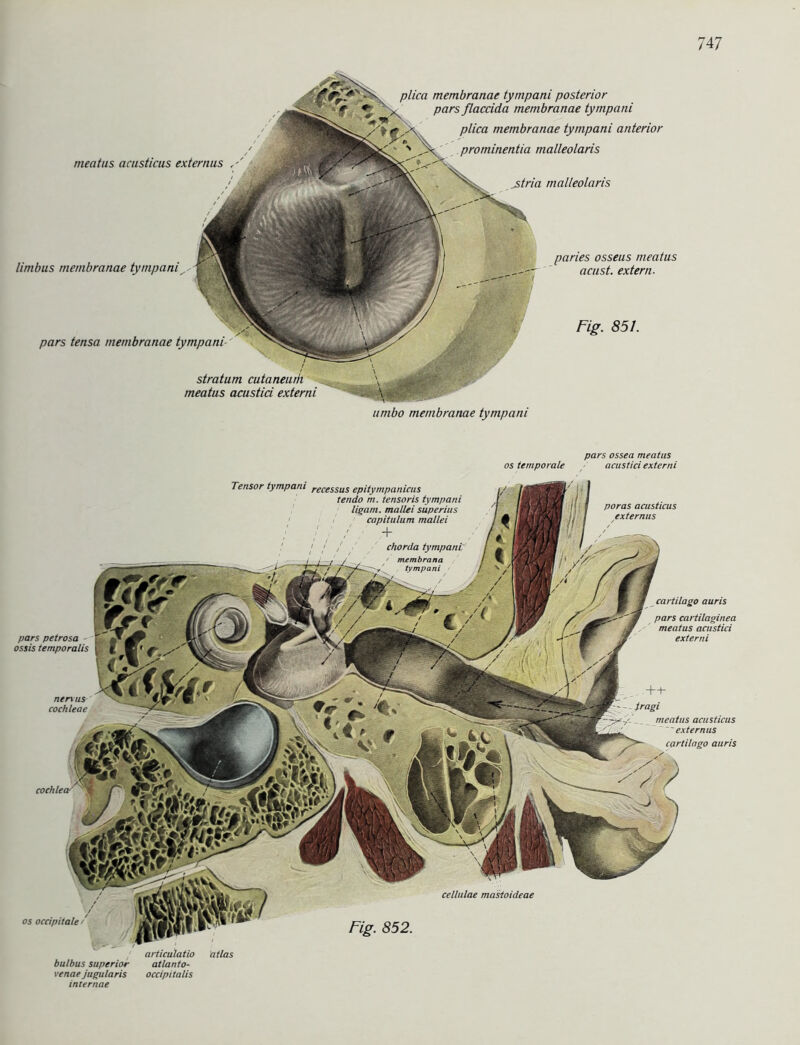 stratum meatus acustici externi ■ meatus acusticus externus S limbus membranae tympaniy. plica membranae tympani posterior pars ßaccida membranae tympani plica membranae tympani anterior prominentia malleolaris jstria malleolaris paries osseus meatus acust. extern- pars tensa membranae tympani Fig. 851. umbo membranae tympani pars ossea meatus os temporale acustici externi pars petrosa - ossis temporalis nervös■ cochleae cellulae mastoicieae Fig. 852. poras acusticus externus , articulatio atlas bulbus Superior atlanto- venae jugularis occipitalis internae cartilago auris pars cartilaginea meatus acustici externi iragi meatus acusticus externus cartilago auris Tensor tympani recessus epitympanicus tendo m. tensoris tympani ligam. mallei süperius capitulum mallei Chorda tvmpani os occipitale /