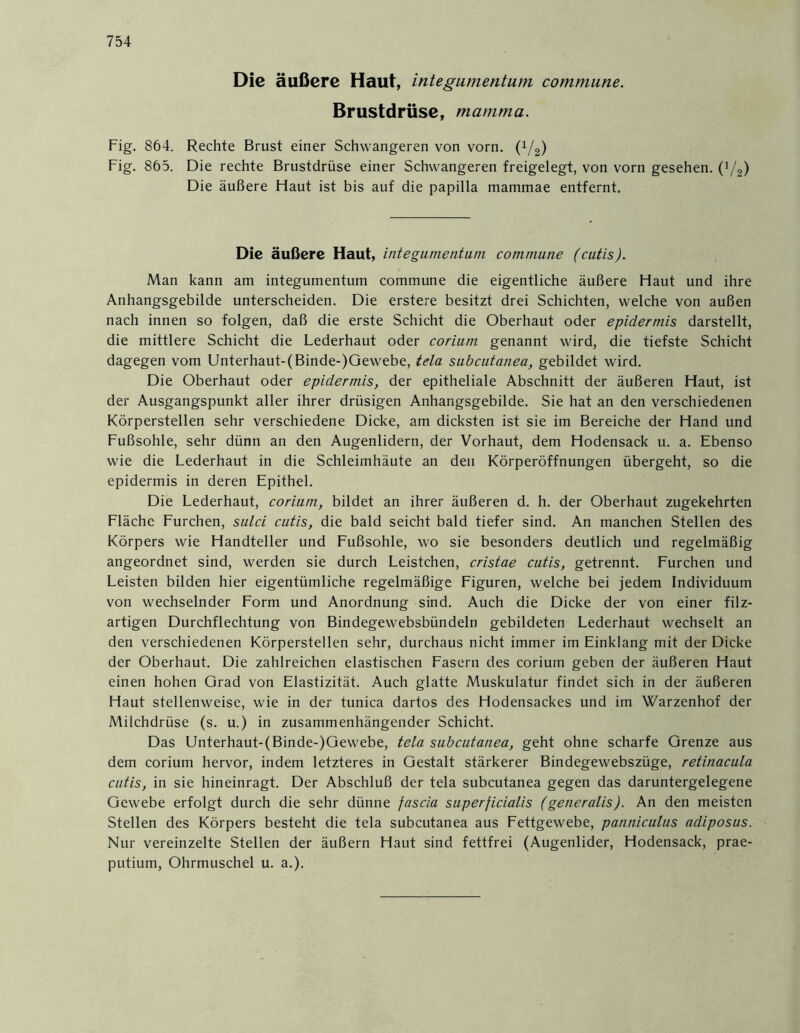 Die äußere Haut, integumentum commune. Brustdrüse, mamma. Fig. 864. Rechte Brust einer Schwangeren von vorn. (i/g) Fig. 865. Die rechte Brustdrüse einer Schwangeren freigelegt, von vorn gesehen. (]/2) Die äußere Flaut ist bis auf die papilla mammae entfernt. Die äußere Haut, integumentum commune (cutis). Man kann am integumentum commune die eigentliche äußere Haut und ihre Anhangsgebilde unterscheiden. Die erstere besitzt drei Schichten, welche von außen nach innen so folgen, daß die erste Schicht die Oberhaut oder epidermis darstellt, die mittlere Schicht die Lederhaut oder corium genannt wird, die tiefste Schicht dagegen vom Unterhaut-(Binde-)Gewebe, tcla subcutanea, gebildet wird. Die Oberhaut oder epidermis, der epitheliale Abschnitt der äußeren Haut, ist der Ausgangspunkt aller ihrer drüsigen Anhangsgebilde. Sie hat an den verschiedenen Körperstellen sehr verschiedene Dicke, am dicksten ist sie im Bereiche der Hand und Fußsohle, sehr dünn an den Augenlidern, der Vorhaut, dem Hodensack u. a. Ebenso wie die Lederhaut in die Schleimhäute an den Körperöffnungen übergeht, so die epidermis in deren Epithel. Die Lederhaut, corium, bildet an ihrer äußeren d. h. der Oberhaut zugekehrten Fläche Furchen, sulci cutis, die bald seicht bald tiefer sind. An manchen Stellen des Körpers wie Handteller und Fußsohle, wo sie besonders deutlich und regelmäßig angeordnet sind, werden sie durch Leistchen, cristae cutis, getrennt. Furchen und Leisten bilden hier eigentümliche regelmäßige Figuren, welche bei jedem Individuum von wechselnder Form und Anordnung sind. Auch die Dicke der von einer filz- artigen Durchflechtung von Bindegewebsbündeln gebildeten Lederhaut wechselt an den verschiedenen Körperstellen sehr, durchaus nicht immer im Einklang mit der Dicke der Oberhaut. Die zahlreichen elastischen Fasern des corium geben der äußeren Haut einen hohen Grad von Elastizität. Auch glatte Muskulatur findet sich in der äußeren Haut stellenweise, wie in der tunica dartos des Hodensackes und im Warzenhof der Milchdrüse (s. u.) in zusammenhängender Schicht. Das Unterhaut-(Binde-)Gewebe, tela subcutanea, geht ohne scharfe Grenze aus dem corium hervor, indem letzteres in Gestalt stärkerer Bindegewebszüge, retinacula cutis, in sie hineinragt. Der Abschluß der tela subcutanea gegen das daruntergelegene Gewebe erfolgt durch die sehr dünne fascia superficialis (generalis). An den meisten Stellen des Körpers besteht die tela subcutanea aus Fettgewebe, panniculus adiposus. Nur vereinzelte Stellen der äußern Haut sind fettfrei (Augenlider, Hodensack, prae- putium, Ohrmuschel u. a.).