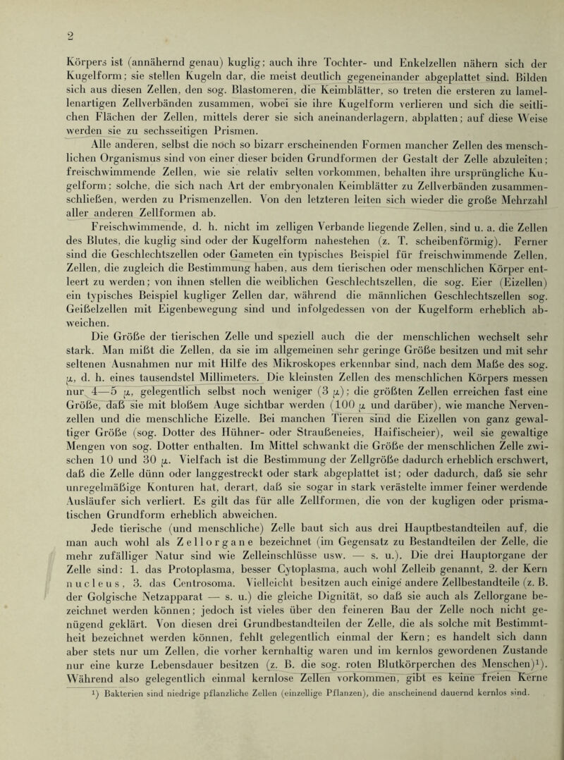 Körpers ist (annähernd genau) kuglig; auch ihre Tochter- und Enkelzellen nähern sich der Kugelform; sie stellen Kugeln dar, die meist deutlich gegeneinander abgeplattet sind. Bilden sich aus diesen Zellen, den sog. Blastomeren, die Keimblätter, so treten die ersteren zu lamel- lenartigen Zellverbänden zusammen, wobei sie ihre Kugelform verlieren und sich die seitli- chen Flächen der Zellen, mittels derer sie sich aneinanderlagern, abplatten; auf diese Weise werden sie zu sechsseitigen Prismen. Alle anderen, selbst die noch so bizarr erscheinenden Formen mancher Zellen des mensch- lichen Organismus sind von einer dieser beiden Grundformen der Gestalt der Zelle abzuleiten; freischwimmende Zellen, wie sie relativ selten Vorkommen, behalten ihre ursprüngliche Ku- gelform; solche, die sich nach Art der embryonalen Keimblätter zu Zellverbänden zusammen- schließen, werden zu Prismenzellen. Von den letzteren leiten sich wieder die große Mehrzahl aller anderen Zellformen ab. Freischwimmende, d. h. nicht im zelligen Verbände liegende Zellen, sind u. a. die Zellen des Blutes, die kuglig sind oder der Kugelform nahestehen (z. T. scheibenförmig). Ferner sind die Geschlechtszellen oder Gameten ein typisches Beispiel für freischwimmende Zellen. Zellen, die zugleich die Bestimmung haben, aus dem tierischen oder menschlichen Körper ent- leert zu werden; von ihnen stellen die weiblichen Geschlechtszellen, die sog. Eier (Eizellen) ein typisches Beispiel kugliger Zellen dar, während die männlichen Geschlechtszellen sog. Geißelzellen mit Eigenbewegung sind und infolgedessen von der Kugelform erheblich ab- weichen. Die Größe der tierischen Zelle und speziell auch die der menschlichen wechselt sehr stark. Man mißt die Zellen, da sie im allgemeinen sehr geringe Größe besitzen und mit sehr seltenen Ausnahmen nur mit Hilfe des Mikroskopes erkennbar sind, nach dem Maße des sog. p, d. h. eines tausendstel Millimeters. Die kleinsten Zellen des menschlichen Körpers messen nur 4—5 p, gelegentlich selbst noch weniger (3 p); die größten Zellen erreichen fast eine Größe, daß sie mit bloßem Auge sichtbar werden (100 p und darüber), wie manche Nerven- zellen und die menschliche Eizelle. Bei manchen Tieren sind die Eizellen von ganz gewal- tiger Größe (sog. Dotter des Hühner- oder Straußeneies, Haifischeier), weil sie gewaltige Mengen von sog. Dotter enthalten. Im Mittel schwankt die Größe der menschlichen Zelle zwi- schen 10 und 30 p. Vielfach ist die Bestimmung der Zellgröße dadurch erheblich erschwert, daß die Zelle dünn oder langgestreckt oder stark abgeplattet ist; oder dadurch, daß sie sehr unregelmäßige Konturen hat, derart, daß sie sogar in stark verästelte immer feiner werdende Ausläufer sich verliert. Es gilt das für alle Zellformen, die von der kugligen oder prisma- tischen Grundform erheblich abweichen. Jede tierische (und menschliche) Zelle baut sich aus drei Hauptbestandteilen auf, die man auch wohl als Zellorgane bezeichnet (im Gegensatz zu Bestandteilen der Zelle, die mehr zufälliger Natur sind wie Zelleinschlüsse usw. — s. u.). Die drei Hauptorgane der Zelle sind: 1. das Protoplasma, besser Cytoplasma, auch wohl Zelleib genannt, 2. der Kern nucleus, 3. das Centrosoma. Vielleicht besitzen auch einige andere Zellbestandteile (z. B. der Golgische Netzapparat — s. u.) die gleiche Dignität, so daß sie auch als Zellorgane be- zeichnet werden können; jedoch ist vieles über den feinei’en Bau der Zelle noch nicht ge- nügend geklärt. Von diesen drei Grundbestandteilen der Zelle, die als solche mit Bestimmt- heit bezeichnet werden können, fehlt gelegentlich einmal der Kern; es handelt sich dann aber stets nur um Zellen, die vorher kernhaltig waren und im kernlos gewordenen Zustande nur eine kurze Lebensdauer besitzen (z. B. die sog. roten Blutkörperchen des Menschen)1). Während also gelegentlich einmal kernlose Zellen Vorkommen, gibt es keine freien Kerne i) Bakterien sind niedrige pflanzliche Zellen (einzellige Pflanzen), die anscheinend dauernd kernlos sind.