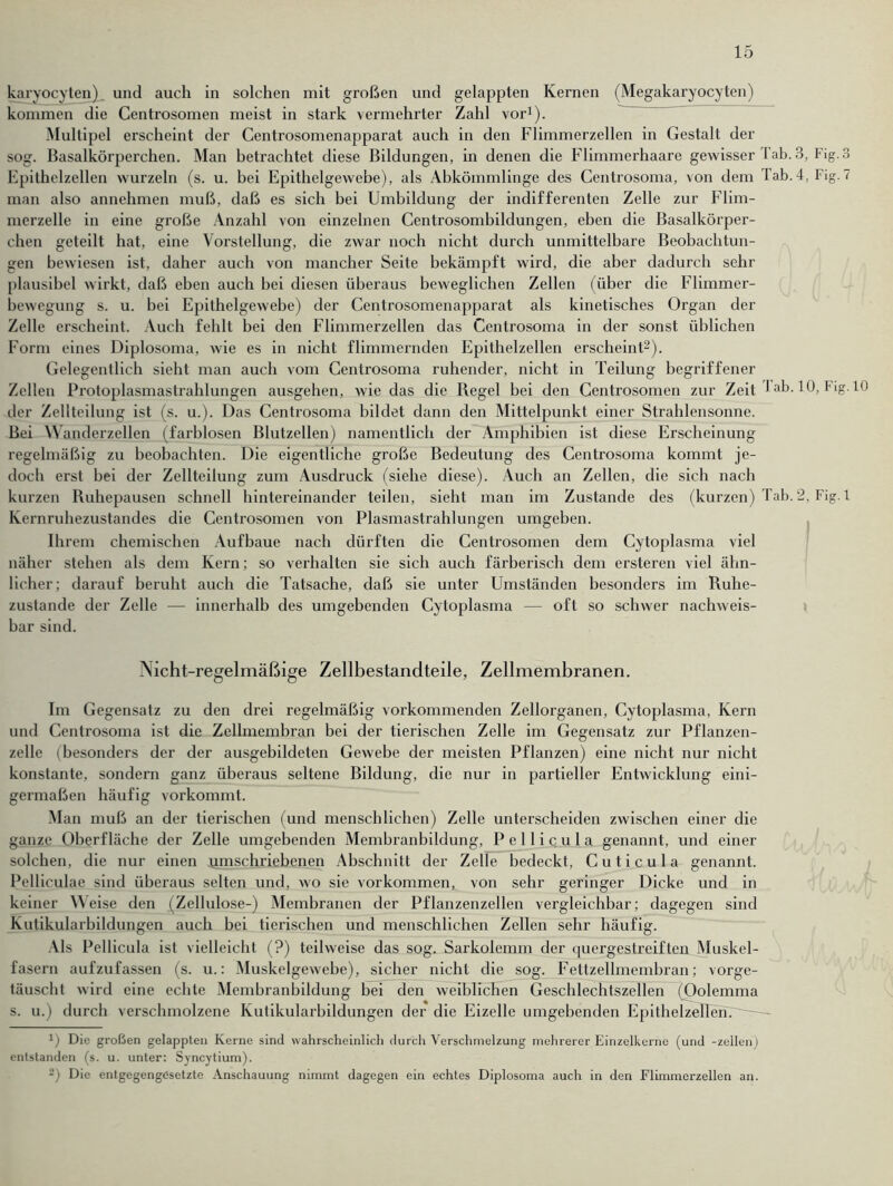 karyocyten) und auch in solchen mit großen und gelappten Kernen (Megakaryocyten) kommen die Centrosomen meist in stark vermehrter Zahl vor1). Multipel erscheint der Centrosomenapparat auch in den Flimmerzellen in Gestalt der sog. Basalkörperchen. Man betrachtet diese Bildungen, in denen die Flimmerhaare gewisser Tab. 3, Fig. 3 Epithelzellen wurzeln (s. u. bei Epithelgewebe), als Abkömmlinge des Centrosoma, von dem Tab.4, Fig.7 man also annehmen muß, daß es sich bei Umbildung der indifferenten Zelle zur Flim- merzelle in eine große Anzahl von einzelnen Centrosombildungen, eben die Basalkörper- chen geteilt hat, eine Vorstellung, die zwar noch nicht durch unmittelbare Beobachtun- gen bewiesen ist, daher auch von mancher Seite bekämpft wird, die aber dadurch sehr plausibel wirkt, daß eben auch bei diesen überaus beweglichen Zellen (über die Flimmer- bewegung s. u. bei Epithelgewebe) der Centrosomenapparat als kinetisches Organ der Zelle erscheint. Auch fehlt bei den Flimmerzellen das Centrosoma in der sonst üblichen Form eines Diplosoma, wie es in nicht flimmernden Epithelzellen erscheint2). Gelegentlich sieht man auch vom Centrosoma ruhender, nicht in Teilung begriffener Zellen Protoplasmastrahlungen ausgehen, wie das die Regel bei den Centrosomen zur Zeit J ab. 10, Fig. 10 der Zellteilung ist (s. u.). Das Centrosoma bildet dann den Mittelpunkt einer Strahlensonne. Bei Manderzellen (farblosen Blutzellen) namentlich der Amphibien ist diese Erscheinung regelmäßig zu beobachten. Die eigentliche große Bedeutung des Centrosoma kommt je- doch erst hei der Zellteilung zum Ausdruck (siehe diese). Auch an Zellen, die sich nach kurzen Buhepausen schnell hintereinander teilen, sieht man im Zustande des (kurzen) Tab. 2, Fig. 1 Kernruhezustandes die Centrosomen von Plasmastrahlungen umgeben. Ihrem chemischen Aufbaue nach dürften die Centrosomen dem Cytoplasma viel näher stehen als dem Kern; so verhalten sie sich auch färberisch dem ersteren viel ähn- licher; darauf beruht auch die Tatsache, daß sie unter Umständen besonders im Ruhe- zustände der Zelle — innerhalb des umgebenden Cytoplasma — oft so schwer nachweis- bar sind. Nicht-regelmäßige Zellbestandteile, Zellmembranen. Im Gegensatz zu den drei regelmäßig vorkommenden Zellorganen, Cytoplasma, Kern und Centrosoma ist die Zellmembran bei der tierischen Zelle im Gegensatz zur Pflanzen- zelle (besonders der der ausgebildeten Gewebe der meisten Pflanzen) eine nicht nur nicht konstante, sondern ganz überaus seltene Bildung, die nur in partieller Entwicklung eini- germaßen häufig vorkommt. Man muß an der tierischen (und menschlichen) Zelle unterscheiden zwischen einer die ganze Oberfläche der Zelle umgebenden Membranbildung, P e 11 i c u 1 a genannt, und einer solchen, die nur einen umschriebenen Abschnitt der Zelle bedeckt, Cuticula genannt. Pclliculae sind überaus selten und, avo sie Vorkommen, von sehr geringer Dicke und in keiner Meise den (Zellulose-) Membranen der Pflanzenzellen vergleichbar; dagegen sind Kutikularbildungen auch bei tierischen und menschlichen Zellen sehr häufig. Als Pellicula ist vielleicht (?) teilweise das sog. Sarkolemm der quergestreiften Muskel- fasern aufzufassen (s. u.: Muskelgewebe), sicher nicht die sog. Fettzellmembran; vorge- täuscht Avird eine echte Membranbildung bei den Aveiblichen Geschlechtszellen (Oolemma s. u.) durch verschmolzene Kutikularbildungen der die Eizelle umgebenden Epithelzellen. 0 Die großen gelappten Kerne sind wahrscheinlich durch Verschmelzung mehrerer Einzelkerne (und -zellen) entstanden (s. u. unter: Syncytium). 2) Die entgegengesetzte Anschauung nimmt dagegen ein echtes Diplosoma auch in den Flimmerzellen an.