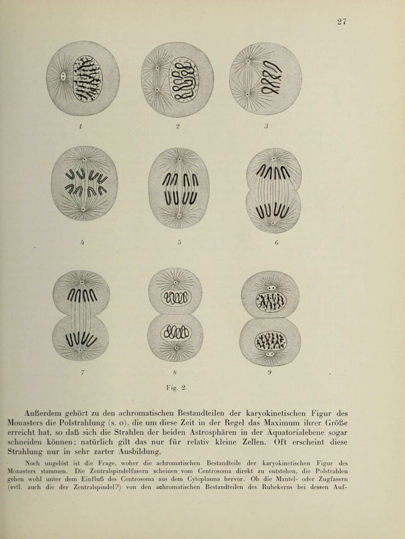 l o 8 Fig. 2. 9 Außerdem gehört zu den achromatischen Bestandteilen der karyokinetischen Figur des Monasters die Polstrahlung (s. o), die um diese Zeit in der Regel das Maximum ihrer Größe erreicht hat, so daß sich die Strahlen der beiden Astrosphären in der Äquatorialebene sogar schneiden können; natürlich gilt das nur für relativ kleine Zellen. Oft erscheint diese Strahlung nur in sehr zarter Ausbildung. Noch ungelöst ist die Frage, woher die achromatischen Bestandteile der karyokinetischen Figur des Monasters stammen. Die Zentralspindelfasern scheinen vom Centrosoma direkt zu entstehen, die Polstrahlen gehen wohl unter dem Einfluß des Centrosoma aus dem Cytoplasma hervor. Ob die Mantel- oder Zugfasern (evtl, auch die der Zentralspindcl?) von den achromatischen Bestandteilen des Ruhekerns hei dessen Auf-