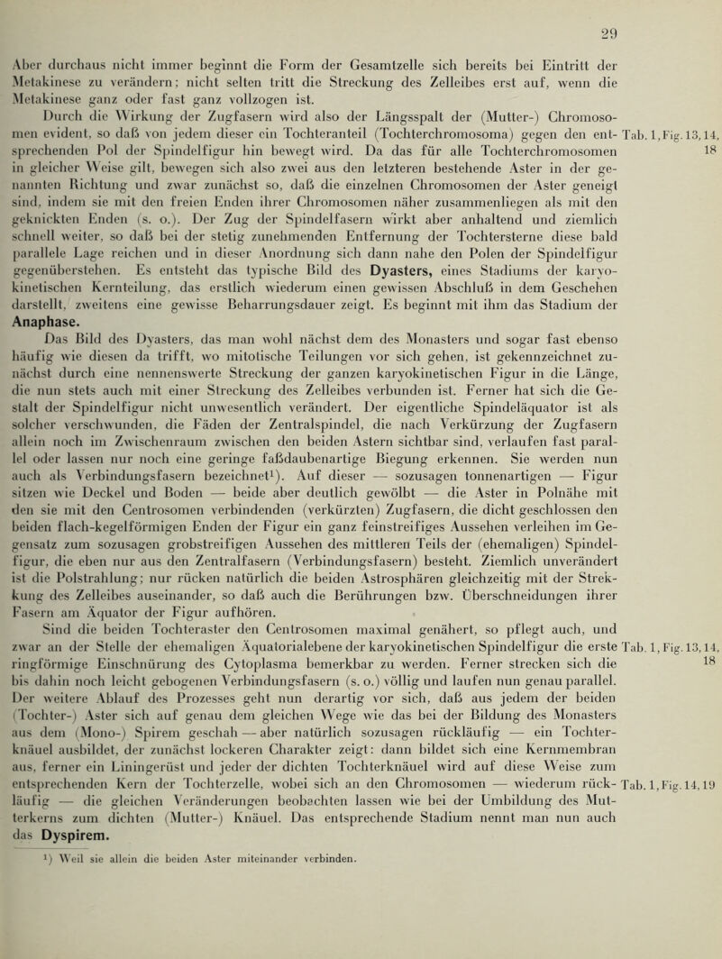 Aber durchaus nicht immer beginnt die Form der Gesamtzelle sich bereits bei Eintritt der Metakinese zu verändern; nicht selten tritt die Streckung des Zelleibes erst auf, wenn die Metakinese ganz oder fast ganz vollzogen ist. Durch die Wirkung der Zugfasern wird also der Längsspalt der (Mutter-) Chromoso- men evident, so daß von jedem dieser ein Tochteranteil (Tochterchromosoma) gegen den ent- Tab. 1,Fig. 13,14, sprechenden Pol der Spindelfigur hin bewegt wird. Da das für alle Tochterchromosomen 18 in gleicher Weise gilt, bewegen sich also zwei aus den letzteren bestehende Aster in der ge- nannten Richtung und zwar zunächst so, daß die einzelnen Chromosomen der Aster geneigt sind, indem sie mit den freien Enden ihrer Chromosomen näher zusammenliegen als mit den geknickten Enden (s. o.). Der Zug der Spindelfasern wirkt aber anhaltend und ziemlich schnell weiter, so daß bei der stetig zunehmenden Entfernung der Tochtersterne diese bald parallele Lage reichen und in dieser Anordnung sich dann nahe den Polen der Spindelfigur gegenüberstehen. Es entsteht das typische Bild des Dyasters, eines Stadiums der karyo- kinetischen Kernteilung, das erstlich wiederum einen gewissen Abschluß in dem Geschehen darstellt, zweitens eine gewisse Beharrungsdauer zeigt. Es beginnt mit ihm das Stadium der Anaphase. Das Bild des Dyasters, das man wohl nächst dem des Monasters und sogar fast ebenso häufig wie diesen da trifft, wo mitotische Teilungen vor sich gehen, ist gekennzeichnet zu- nächst durch eine nennenswerte Streckung der ganzen karyokinetischen Figur in die Länge, die nun stets auch mit einer Streckung des Zelleibes verbunden ist. Ferner hat sich die Ge- stalt der Spindelfigur nicht unwesentlich verändert. Der eigentliche Spindeläquator ist als solcher verschwunden, die Fäden der Zentralspindel, die nach Verkürzung der Zugfasern allein noch im Zwischenraum zwischen den beiden Astern sichtbar sind, verlaufen fast paral- lel oder lassen nur noch eine geringe faßdaubenartige Biegung erkennen. Sie werden nun auch als \ erbindungsfasern bezeichnet1). Auf dieser — sozusagen tonnenartigen — Figur sitzen wie Deckel und Boden — beide aber deutlich gewölbt — die Aster in Polnähe mit den sie mit den Centrosomen verbindenden (verkürzten) Zugfasern, die dicht geschlossen den beiden flach-kegelförmigen Enden der Figur ein ganz feinstreifiges Aussehen verleihen im Ge- gensatz zum sozusagen grobstreifigen Aussehen des mittleren Teils der (ehemaligen) Spindel- figur, die eben nur aus den Zentralfasern (Verbindungsfasern) besteht. Ziemlich unverändert ist die Polstrahlung; nur rücken natürlich die beiden Astrosphären gleichzeitig mit der Strek- kung des Zelleibes auseinander, so daß auch die Berührungen bzw. Überschneidungen ihrer Fasern am Äquator der Figur auf hören. Sind die beiden Tochteraster den Centrosomen maximal genähert, so pflegt auch, und zwar an der Stelle der ehemaligen Äquatorialebene der karyokinetischen Spindelfigur die erste Tab. 1, Fig. 13,14, ringförmige Einschnürung des Cytoplasma bemerkbar zu werden. Ferner strecken sich die !8 bis dahin noch leicht gebogenen Verbindungsfasern (s. o.) völlig und laufen nun genau parallel. Der weitere Ablauf des Prozesses geht nun derartig vor sich, daß aus jedem der beiden (Tochter-) Aster sich auf genau dem gleichen Wege wie das bei der Bildung des Monasters aus dem (Mono-) Spirem geschah — aber natürlich sozusagen rückläufig — ein Tochter- knäuel ausbildet, der zunächst lockeren Charakter zeigt: dann bildet sich eine Kernmembran aus, ferner ein Liningerüst und jeder der dichten Tochterknäuel wird auf diese Weise zum entsprechenden Kern der Tochterzelle, wobei sich an den Chromosomen — wiederum rück-Tab. 1, Fig. 14,19 läufig — die gleichen Veränderungen beobachten lassen wie bei der Umbildung des Mut- terkerns zum dichten (Mutter-) Knäuel. Das entsprechende Stadium nennt man nun auch das Dyspirem. x) Weil sie allein die beiden Aster miteinander verbinden.