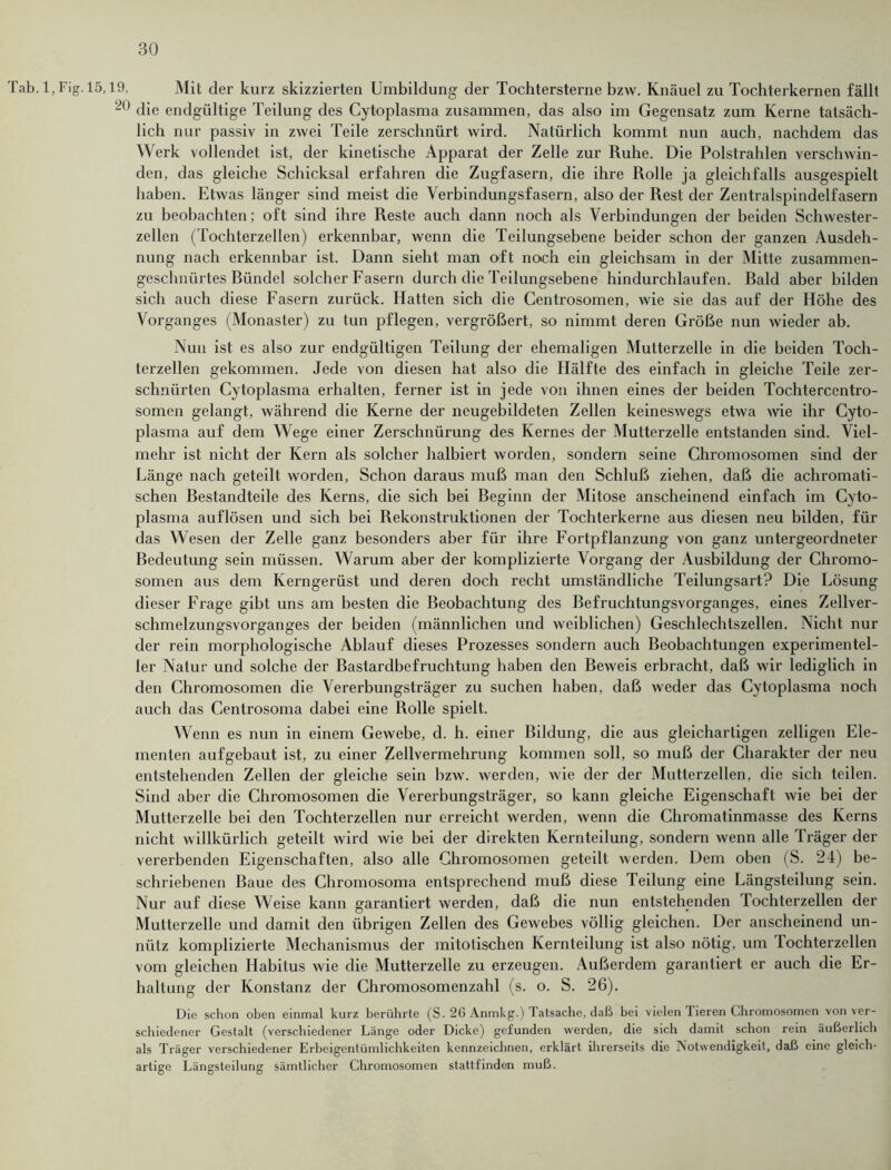 Tab. 1, Fig. 15,19, Mit der kurz skizzierten Umbildung der Tochtersterne bzw. Knäuel zu Tochterkernen fällt die endgültige Teilung des Cytoplasma zusammen, das also im Gegensatz zum Kerne tatsäch- lich nur passiv in zwei Teile zerschnürt wird. Natürlich kommt nun auch, nachdem das Werk vollendet ist, der kinetische Apparat der Zelle zur Ruhe. Die Polstrahlen verschwin- den, das gleiche Schicksal erfahren die Zugfasern, die ihre Rolle ja gleichfalls ausgespielt haben. Etwas länger sind meist die Verbindungsfasern, also der Rest der Zentralspindelfasern zu beobachten; oft sind ihre Reste auch dann noch als Verbindungen der beiden Schwester- zellen (Tochterzellen) erkennbar, wenn die Teilungsebene beider schon der ganzen Ausdeh- nung nach erkennbar ist. Dann sieht man oft noch ein gleichsam in der Mitte zusammen- geschnürtes Ründel solcher Fasern durch die Teilungsebene hindurchlaufen. Raid aber bilden sich auch diese Fasern zurück. Hatten sich die Centrosomen, wie sie das auf der Höhe des Vorganges (Monaster) zu tun pflegen, vergrößert, so nimmt deren Größe nun wieder ab. Nun ist es also zur endgültigen Teilung der ehemaligen Mutterzelle in die beiden Toch- terzellen gekommen. Jede von diesen hat also die Hälfte des einfach in gleiche Teile zer- schnürten Cytoplasma erhalten, ferner ist in jede von ihnen eines der beiden Tochterccntro- somen gelangt, während die Kerne der neugebildeten Zellen keineswegs etwa wie ihr Cyto- plasma auf dem Wege einer Zerschnürung des Kernes der Mutterzelle entstanden sind. Viel- mehr ist nicht der Kern als solcher halbiert worden, sondern seine Chromosomen sind der Länge nach geteilt worden, Schon daraus muß man den Schluß ziehen, daß die achromati- schen Restandteile des Kerns, die sich bei Beginn der Mitose anscheinend einfach im Cyto- plasma auflösen und sich bei Rekonstruktionen der Tochterkerne aus diesen neu bilden, für das Wesen der Zelle ganz besonders aber für ihre Fortpflanzung von ganz untergeordneter Bedeutung sein müssen. Warum aber der komplizierte Vorgang der Ausbildung der Chromo- somen aus dem Kerngerüst und deren doch recht umständliche Teilungsart? Die Lösung dieser Frage gibt uns am besten die Beobachtung des Befruchtungsvorganges, eines Zellver- schmelzungsvorganges der beiden (männlichen und weiblichen) Geschlechtszellen. Nicht nur der rein morphologische Ablauf dieses Prozesses sondern auch Beobachtungen experimentel- ler Natur und solche der Bastardbefruchtung haben den Beweis erbracht, daß wir lediglich in den Chromosomen die Vererbungsträger zu suchen haben, daß weder das Cytoplasma noch auch das Centrosoma dabei eine Bolle spielt. Wenn es nun in einem Gewebe, d. h. einer Bildung, die aus gleichartigen zelligen Ele- menten aufgebaut ist, zu einer Zellvermehrung kommen soll, so muß der Charakter der neu entstehenden Zellen der gleiche sein bzw. werden, wie der der Mutterzellen, die sich teilen. Sind aber die Chromosomen die Vererbungsträger, so kann gleiche Eigenschaft wie bei der Mutterzelle bei den Tochterzellen nur erreicht werden, wenn die Chromatinmasse des Kerns nicht willkürlich geteilt wird wie bei der direkten Kernteilung, sondern wenn alle Träger der vererbenden Eigenschaften, also alle Chromosomen geteilt werden. Dem oben (S. 24) be- schriebenen Baue des Chromosoma entsprechend muß diese Teilung eine Längsteilung sein. Nur auf diese Weise kann garantiert werden, daß die nun entstehenden Tochterzellen der Mutterzelle und damit den übrigen Zellen des Gewebes völlig gleichen. Der anscheinend un- nütz komplizierte Mechanismus der mitotischen Kernteilung ist also nötig, um rochterzcllen vom gleichen Habitus wie die Mutterzelle zu erzeugen. Außerdem garantiert er auch die Er- haltung der Konstanz der Chromosomenzahl (s. o. S. 26). Die schon oben einmal kurz berührte (S. 26 Anmkg.) Tatsache, daß bei vielen Tieren Chromosomen von ver- schiedener Gestalt (verschiedener Länge oder Dicke) gefunden werden, die sich damit schon rein äußerlich als Träger verschiedener Erbeigentümlichkeiten kennzeichnen, erklärt ihrerseits die Notwendigkeit, daß eine gleich- artige Längsteilung sämtlicher Chromosomen stattfindon muß.