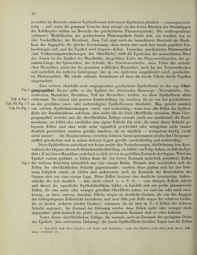 ja mitten im Bereiche anderer Epithelformen tritt unsere Epithelart plötzlich — sozusagen insel- artig — auf, wenn die genannte Ursache dazu zwingt (an den freien Rändern der Stimmlippen des Kehlkopfes mitten im Bereiche des geschichteten Flimmerepithels). Die erstbesprochene (seltenere) Modifikation des geschichteten Plattenepithels findet sich, wie erwähnt, nur an (der Vorderfläche) der Hornhaut. Zum Teil zeigt noch der benachbarte Abschnitt der Binde- haut des Augapfels die gleiche Erscheinung; dann treten aber auch hier basale papilläre Ein- buchtungen auf, und das Epithel wird langsam dicker. Typisches, geschichtetes Plattenepithel (mit Verhornungserscheinungen der Oberfläche) stellt die Epidermis der menschlichen Haut dar, ferner ist das Epithel der Mundhöhle, des größten Teiles des Pharynxschlauches, der ge- samten Länge der Speiseröhre, der Scheide, des Scheidenvorhofes, eines Teiles der männli- chen Harnröhre, meist das der gesamten weiblichen Harnröhre, auch das der Tränenröhrchen und natürlich des äußeren Gehörgangs (der ja von epidermis ausgekleidet wird) geschichte- tes Plattenepithel. Mit relativ seltenen Ausnahmen ist dann die basale Fläche durch Papillen eingebuchtet. Eine weitere, ebenfalls noch ausgesprochen geschichtete Epithelform ist das sog. Über- gangsepithel. Besser sollte es das Epithel der ableitenden Harnwege (Nierenkelche, Nie- renbecken, Harnleiter, Harnblase, Teil der Harnröhre) heißen, wo diese Epithelform allein Tab. 4, Fig.5 vorkommt. Sie nimmt eine gewisse Sonderstellung ein, insofern, als sie von den geschichteten Tab. 63, Fig. 1-3 zu den gereihten (zwei- oder mehrreihigen) Epithelformen überleitet. Man spricht nämlich Tab. 64,Fig. 1 von solchen Epithelanordnungen (zwei- und mehrreihig), wenn zwar alle Zellen der Epithel- dicke der Basalmembran aufsitzen, aber nicht alle die freie Oberfläche erreichen. Beim Über- gangsepithel erreicht nun die oberflächliche Zellage niemals (auch nur annähernd) die Basal- membran; sie bildet also zweifellos eine eigene Schicht für sich; die unter dieser Schicht ge- legenen Zellen sind aber nicht mehr eigentlich geschichtet oder wenigstens nicht immer deutlich geschichtet, sondern gereiht, insofern, als sie sämtlich —- wenigstens häufig (wohl nicht immer)—-die Basalmembran erreichen können. Genau genommen ist also das Übergangs- epithel geschichtet und in seinen tieferen Lagen gereiht (zweischichtig und mehrreihig). Diese Epithelform unterliegt wie keine zweite den Veränderungen, dieDehnung bzw.Kon- traktion des Organs(dessenSchleimhautüberkleidung sie bildet) zur Folge haben, so daß dasEpi- thel z. B. bei leerer Harnblase mehrfach so dick ist wie im gefüllten Zustande desOrgans. Wird das Epithel extrem gedehnt, so bilden dann die (im leeren Zustande mehrfach gereihten) Zellen Fig. 4 der tieferen Schichten tatsächlich nur eine einzige Reihe. Niemals aber verschieben sich die Zellen der oberflächlichen Schicht gegeneinander, sondern diese platten sich bei der Deh- nung lediglich (stark) ab, bilden aber andererseits auch im Zustande der Kontraktion des Organs stets nur eine einzige Lage. Diese Zellen besitzen eine deutliche krustaartige Außen- schicht, die sich deutlich — aber nicht scharf (s. o. S. 8) — vom übrigen Zelleib abhebt und derart die eigentliche Epitheloberfläche bildet; es handelt sich um große plasmareiche Zellen, die eine mehr oder weniger gewölbte Oberfläche haben; sie sind ein- oder auch zwei- kernig; an ihrer unteren (basalen) Fläche tragen sie deutliche Gruben, die von den Kuppen der tiefergelegenen Zellschicht herrühren, und zwar läßt jede Zelle wegen der relativen Größe, die sie besitzt, mehrere solcher Gruben1) erkennen (da sie stets an 2—3 Zellen der tieferen Schicht angrenzt). Im Zustand der Dehnung werden diese Zellen mehr oder weniger stark abgeplattet (platt-kubisch bis platt), in nicht-gedehntem Zustand sind sie etwa kubisch. Unter dieser oberflächlichen Zellage, die niemals, auch im Zustande der geringsten Dicke des Epithels (also extremsten Dehnung) die basale Epithelfläche berührt, liegen nun die Zellen x) Natürlich sind diese Gruben viel tiefer und deutlicher, wenn das Epithel nicht allzu stark durch Deh- nung verdünnt ist.