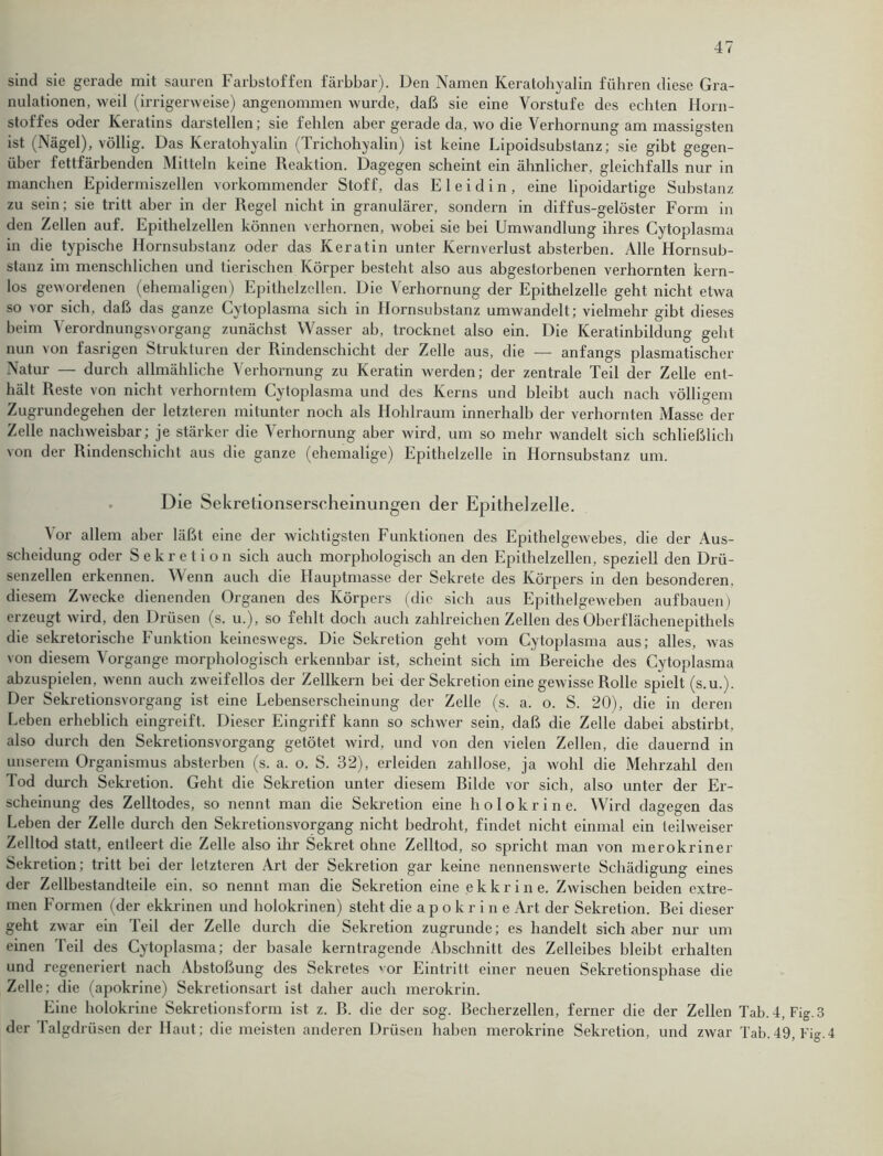 sind sie gerade mit sauren Farbstoffen färbbar). Den Namen Keratohyalin führen diese Gra- nulationen, weil (irrigerweise) angenommen wurde, daß sie eine Vorstufe des echten Horn- stoffes oder Keratins darslellen; sie fehlen aber gerade da, wo die Verhornung am massigsten ist (Nägel), völlig. Das Keratohyalin (Trichohyalin) ist keine Lipoidsubstanz; sie gibt gegen- über fettfärbenden Mitteln keine Reaktion. Dagegen scheint ein ähnlicher, gleichfalls nur in manchen Epidermiszellen vorkommender Stoff, das Eleidin, eine lipoidartige Substanz zu sein; sie tritt aber in der Regel nicht in granulärer, sondern in diffus-gelöster Form in den Zellen auf. Epithelzellen können verhornen, Avobei sie bei UmAvandlung ihres Cytoplasma in die typische Hornsubstanz oder das Keratin unter Kernverlust absterben. Alle Hornsub- stanz im menschlichen und tierischen Körper besteht also aus abgestorbenen verhornten kern- los gewordenen (ehemaligen) Epithelzellen. Die Verhornung der Epithelzelle geht nicht etwa so vor sich, daß das ganze Cytoplasma sich in Ilornsubstanz umwandelt; vielmehr gibt dieses beim Verordnungsvorgang zunächst Wasser ab, trocknet also ein. Die Keratinbildung geht nun von fasrigen Strukturen der Rindenschicht der Zelle aus, die — anfangs plasmatischer Natur — durch allmähliche Verhornung zu Keratin werden; der zentrale Teil der Zelle ent- hält Reste von nicht verhorntem Cytoplasma und des Kerns und bleibt auch nach völligem Zugrundegehen der letzteren mitunter noch als Hohlraum innerhalb der verhornten Masse der Zelle nacliAveisbar; je stärker die Verhornung aber wird, um so mehr wandelt sich schließlich von der Rindenschicht aus die ganze (ehemalige) Epithelzelle in Hornsubstanz um. Die Sekretionserschemungen der Epithelzelle. Vor allem aber läßt eine der wichtigsten Funktionen des Epithelgewebes, die der Aus- scheidung oder Sekretion sich auch morphologisch an den Epithelzellen, speziell den Drü- senzellen erkennen. Wenn auch die Hauptmasse der Sekrete des Körpers in den besonderen, diesem Zwecke dienenden Organen des Körpers (die sich aus Epithelgeweben aufbauen) erzeugt wird, den Drüsen (s. u.), so fehlt doch auch zahlreichen Zellen des Oberflächenepithels die sekretorische Funktion keineswegs. Die Sekretion geht vom Cytoplasma aus; alles, Avas von diesem Vorgänge morphologisch erkennbar ist, scheint sich im Bereiche des Cytoplasma abzuspielen, wenn auch zweifellos der Zellkern bei der Sekretion eine geAvisse Rolle spielt (s.u.). Der Sekretionsvorgang ist eine Lebenserscheinung der Zelle (s. a. o. S. 20), die in deren Leben erheblich eingreift. Dieser Eingriff kann so schwer sein, daß die Zelle dabei abstirbt, also durch den Sekretionsvorgang getötet Avird, und von den vielen Zellen, die dauernd in unserem Organismus absterben (s. a. o. S. 32), erleiden zahllose, ja Avohl die Mehrzahl den Tod durch Sekretion. Geht die Sekretion unter diesem Bilde vor sich, also unter der Er- scheinung des Zelltodes, so nennt man die Sekretion eine ho lo kr ine. Wird dagegen das Leben der Zelle durch den Sekretionsvorgang nicht bedroht, findet nicht einmal ein teilweiser Zelltod statt, entleert die Zelle also ihr Sekret ohne Zelltod, so spricht man von merokriner Sekretion; tritt bei der letzteren Art der Sekretion gar keine nennensAverte Schädigung eines der Zellbestandteile ein. so nennt man die Sekretion eine ekkrine. ZAvischen beiden extre- men Formen (der ekkrinen und holokrinen) steht die a p o k r i n e Art der Sekretion. Bei dieser geht ZAvar ein Teil der Zelle durch die Sekretion zugrunde; es handelt sich aber nur um einen Teil des Cytoplasma; der basale kerntragende Abschnitt des Zelleibes bleibt erhalten und regeneriert nach Abstoßung des Sekretes v0r Eintritt einer neuen Sekretionsphase die Zelle; die (apokrine) Sekretionsart ist daher auch merokrin. Eine holokrine Sekretionsform ist z. B. die der sog. Becherzellen, ferner die der Zellen Tab. 4, Fig.3 der falgdrüsen der Haut; die meisten anderen Drüsen haben merokrine Sekretion, und ZAvar Tab.49, Fig.4