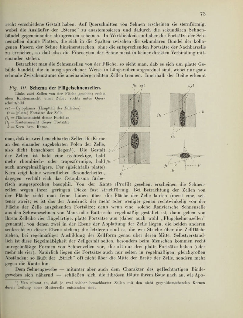 recht verschiedene Gestalt haben. Auf Querschnitten von Sehnen erscheinen sie sternförmig, wobei die Ausläufer der „Sterne“ zu anastomosieren und dadurch die sekundären Sehnen- bündel gegeneinander abzugrenzen scheinen. In Wirklichkeit sind aber die Fortsätze der Seh- nenzellen dünne Platten, die sich in die Spalten zwischen die sekundären Bündel der kolla- genen Fasern der Sehne hineinerstrecken, ohne die entsprechenden Fortsätze der Nachbarzelle zu erreichen, so daß also die Fibrocyten der Sehne meist in keiner direkten Verbindung mit- einander stehen. Betrachtet man die Sehnenzellen von der Fläche, so sieht man, daß es sich um platte Ge- bilde handelt, die in ausgesprochener Weise in Längsreihen angeordnet sind, wobei nur ganz schmale Zwischenräume die aneinandergereihten Zellen trennen. Innerhalb der Reihe erkennt Fig. 10. Schema der Flügelsehnenzellen. Links zwei Zellen von der Fläche gesehen; rechts oben Kantenansicht einer Zelle; rechts unten Quer- schnittsbild. cyt = Cytoplasma (Haupiteil des Zelleibes) ft = (platte) Fortsätze der Zelle /(j = Flächenansicht dieser Fortsätze ft2 = Kantenansicht dieser Fortsätze /.• = Kern bzw. Kerne. fh cyt cyt » - r S < ; 1 1 L' j§ 1 fh !k ] / / V 1 fh -ft man, daß in zwei benachbarten Zellen die Kerne an den einander zugekehrten Polen der Zelle, also dicht benachbart liegen1). Die Gestalt k der Zellen ist bald eine rechteckige, bald mehr rhombisch- oder trapezförmige, bald fh , -< * 4 . auch unregelmäßigere. Der (gleichfalls platte) Kern zeigt keine wesentlichen Besonderheiten, fix dagegen verhält sich das Cytoplasma färbe- risch ausgesprochen basophil. Von der Kante (Profil) gesehen, erscheinen die Sehnen- zellen wegen ihrer geringen Dicke fast strichförmig. Bei Betrachtung der Zellen von der Fläche sieht man feine Linien über die Fläche der Zelle laufen (meist eine, sel- tener zwei); es ist das der Ausdruck der mehr oder weniger genau rechtwinkelig von der Fläche der Zelle ausgehenden Fortsätze; denn wenn eine solche Ranviersche Sehnenzelle aus den Schwanzsehnen von Maus oder Ratte sehr regelmäßig gestaltet ist, dann gehen von ihrem Zelleibe vier flügelartige, platte Fortsätze aus (daher auch wohl „Flügelsehnenzellen“ genannt), von denen zwei in der Ebene der Abplattung der Zelle liegen, die beiden anderen senkrecht zu dieser Ebene stehen; die letzteren sind es, die wie Striche über die Zellfläche ziehen, bei regelmäßiger Ausbildung der Zellform genau über deren Mitte. Selbstverständ- lich ist diese Regelmäßigkeit der Zellgestalt selten, besonders beim Menschen kommen recht unregelmäßige Formen von Sehnenzellen vor, die oft nur drei platte Fortsätze haben (oder mehr als vier). Natürlich liegen die Fortsätze auch nur selten in regelmäßigen, gleichgroßen Abständen; so läuft der „Strich“ oft nicht über die Mitte der Breite der Zelle, sondern mehr gegen die Kante hin. Dem Sehnengewebe — mitunter aber auch dem Charakter des geflechtartigen Binde- gewebes sich nähernd — schließen sich die fibrösen Häute ihrem Baue nach an, wie Apo- *) Man nimmt an, daß je zwei solcher benachbarter Zellen mit den nicht gegenüberstehenden Kernen durch Teilung einer Mutterzelle entstanden sind.