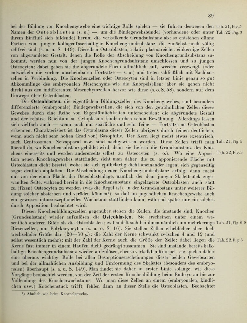 bei der Bildung von Knochengewebe eine wichtige Rolle spielen — sie führen deswegen den Tab. 21,Fig.5 Namen der Osteoblasten (s. u.) —, um die Bindegewebsbündel (vorhandene oder unter Tab. 22, Fig. 3 ihrem Einfluß sich bildende) herum die verkalkende Grundsubstanz ab; so entstehen dünne Partien von junger kollagenfaserhaltiger Knochengrundsubstanz, die zunächst noch völlig zellfrei sind (s. a. u. S. 149). Dieselben Osteoblasten, relativ plasmareiche, einkernige Zellen von abgerundeter Gestalt, denen die Rolle der Abscheidung von Knochengrundsubstanz zu- kommt, werden nun von der jungen Knochengrundsubstanz umschlossen und zu jungen Osteocyten; dabei geben sie die abgerundete Form allmählich auf, werden verzweigt (oder entwickeln die vorher unscheinbaren Fortsätze — s. u.) und treten schließlich mit Nachbar- zellen in Verbindung. Die Knochenzellen oder Osteocyten sind in letzter Linie genau so gut Abkömmlinge des embryonalen Mesenchyms wie die Knorpelzellen; aber sie gehen nicht direkt aus den indifferenten Mesenchymzellen hervor wie diese (s. o. S. 58), sondern auf dem Umwege über Osteoblasten. Die Osteoblasten, die eigentlichen Bildungszellen des Knochengewebes, sind besonders differenzierte (embryonale) Bindegewebszellen, die sich von den gewöhnlichen Zellen dieses Gewebes durch eine Reihe von Eigentümlichkeiten unterscheiden; die abgerundete Gestalt und der relative Reichtum an Cytoplasma fanden oben schon Erwähnung. Allerdings lassen sich vielfach auch — wenn auch nur spärliche und sehr feine — Fortsätze an Osteoblasten erkennen. Charakterisiert ist das Cytoplasma dieser Zellen übrigens durch (einen deutlichen, wenn auch nicht sehr hohen Grad von) Basophilie. Der Kern liegt meist etwas exzentrisch, auch Centrosomen, Netzapparat usw. sind nachgewiesen worden. Diese Zellen trifft man Tab. 21, Fig. 5 überall da, wo Knochensubstanz gebildet wird, denn sie liefern die Grundsubstanz des Kno- chens einerseits und werden andererseits selbst zu Osteocyten (s. o.). Wo eine Apposi- Tab. 22,Fig.3 tion neuen Knochengewebes stattfindet, sieht man daher die zu apponierende Fläche mit Osteoblasten dicht besetzt, wobei sie sich epithelartig dicht aneinander legen, sich gegenseitig sogar deutlich abplalten. Die Abscheidung neuer Knochengrundsubstanz erfolgt dann meist nur von der einen Fläche der Osteoblastenlage, nämlich der dem jungen Skelettstück zuge- wandten Seite, während bereits in die Knochensubstanz eingelagerte Osteoblasten auch statt zu (fixen) Osteocyten zu werden (was die Regel ist), in der Grundsubstanz unter weiterer Bil- dung solcher absterben und veröden können1), so daß im jugendlichen Knochengewebe auch ein gewisses intussuszeptionelles Wachstum stattfinden kann, während später nur ein solches durch Apposition beobachtet wird. Diesen Knochenbildungszellen gegenüber stehen die Zellen, die imstande sind, Knochen (Grundsubstanz) wieder aufzulösen, die Osteoklasten. Sie erscheinen unter einem we- sentlich anderen Bilde als die Osteoblasten; es handelt sich bei ihnen nämlich um mehrkernige Tab.21,Fig.6-8 Riesenzellen, um Polykaryocyten (s. a. o. S. 16). Sie stellen Zellen erheblicher aber doch wechselnder Größe dar (20—50 p.); die Zahl der Kerne schwankt zwischen 4 und 12 (und selbst wesentlich mehr); mit der Zahl der Kerne auch die Größe der Zelle; dabei liegen die Tab.22,Fig.5 Kerne fast immer in einem Haufen dicht gedrängt zusammen. Sie sind imstande, bereits kalk- haltige Knochengrundsubstanz wieder aufzulösen, ebenso verkalkten Knorpel; sie spielen daher eine überaus wichtige Rolle bei allen Resorptionserscheinungen dieser beiden Gewebsarten und bei der allmählichen Ausbildung und Umformung des Skelettes (besonders des embryo- nalen) überhaupt (s. a. u. S. 149). Man findet sie daher in erster Linie solange, wie diese Vorgänge beobachtet werden, von der Zeit der ersten Knochenbildung beim Embryo an bis zur Vollendung des Knochenwachstums. Wo man diese Zellen an einem (embryonalen, kindli- chen usw.) Knochenstück trifft, fehlen dann an dieser Stelle die Osteoblasten. Beobachtet *) Ähnlich wie beim Knorpelgewebe.