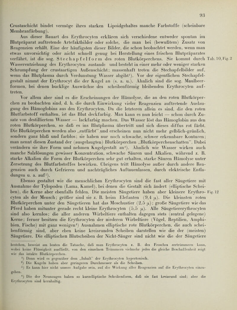 Crustaschicht bindet vermöge ihres starken Lipoidgehaltes manche Farbstoffe (scheinbare Membranfärbung). Aus dieser Bauart des Erythrocyten erklären sich verschiedene entweder spontan im Blutpräparat auftretende Artefaktbilder oder solche, die man bei (bewußtem) Zusatz von Reagenzien erhält. Eine der häufigsten dieser Bilder, die schon beobachtet werden, wenn man etwas unvorsichtig oder nicht schnell genug bei Herstellung eines frischen Blutpräparates verfährt, ist die sog. Stechapfelform des roten Blutkörperchens. Sie kommt durch Tab. 10, Fig. w asserentziehung des Erythrocyten zustande und besteht in einer mehr oder weniger starken Schrumpfung der crustaartigen Außenschicht; massenhaft treten die Stechapfelbilder auf, wenn das Blutplasma durch Verdunstung Wasser abgibt* 1 * 3). Vor der eigentlichen Stechapfel- gestalt nimmt der Erythrocyt die der Kugel an (s. a. u.). Ähnlich sind die sog. Maulbeer- formen, bei denen bucklige Auswüchse des scheibenförmig bleibenden Erythrocyten auf- treten. Vor allem aber sind es die Erscheinungen der Hämolyse, die an den roten Blutkörper- chen zu beobachten sind, d. h. die durch Einwirkung vieler Reagenzien auf tretende Auslau- gung des Hämoglobins aus den Erythrocyten. Da die letzteren allein es sind, die den roten Blutfarbstoff enthalten, ist das Blut deckfarbig. Man kann es nun leicht —- schon durch Zu- satz von destilliertem Wasser — lackfarbig machen. Das Wasser löst das Hämoglobin aus den roten Blutkörperchen, so daß es ins Blutplasma Übertritt und sich dieses diffus rot färbt. Die Blutkörperchen werden also „entfärbt“ und erscheinen nun nicht mehr gelblich-grünlich, sondern ganz blaß und farblos; sie haben nur noch schwache, schwer erkennbare Konturen ; man nennt diesen Zustand der (ausgelaugten) Blutkörperchen „Blutkörperchenschatten“. Dabei verändern sie ihre Form und nehmen Kugelgestalt an*). Ähnlich wie Wasser wirken auch manche Salzlösungen gewisser Konzentration, schwache Säuren und Alkalien, während z. B. starke Alkalien die Form der Blutkörperchen sehr gut erhalten, starke Säuren Hämolyse unter Zersetzung des Blutfarbstoffes bewirken. Übrigens tritt Hämolyse außer durch andere Rea- genzien auch durch Gefrieren und nachträgliches Auf tauenlassen, durch elektrische Entla- dungen u. a. auf -). Ebenso gestaltet wie die menschlichen Erythrocyten sind die fast aller Säugetiere mit Ausnahme der Tylopoden (Lama, Kamel), bei denen die Gestalt sich ändert (elliptische Schei- ben), die Kerne aber ebenfalls fehlen. Die meisten Säugetiere haben aber kleinere Erythro- Fig. 12 cyten als der Mensch; größer sind sie z. B. beim Elefanten (9,4 p.). Die kleinsten roten Blutkörperchen unter den Säugetieren hat das Moschustier (2,5 p.); große Säugetiere wiedas Pferd haben mitunter gerade recht kleine Erythrocyten (5,5 p,). Alle Säugetiererythrocyten sind also kernlos; die aller anderen Wirbeltiere enthalten dagegen stets (zentral gelegene) Kerne; ferner besitzen die Erythrocyten der niederen Wirbeltiere (Vögel, Reptilien, Amphi- bien, Fische) mit ganz wenigen4) Ausnahmen elliptische rote Blutkörperchen, die auch schei- benförmig sind, aber eben keine kreisrunden Scheiben darstellen wie die der (meisten) Säugetiere. Die elliptischen Blutscheiben der Nicht-Säuger sind nicht wie die der Säugetiere bestehen, beweist am besten die Tatsache, daß man Erythrocyten z. B. des Frosches zertrümmern kann, wobei keine Flüssigkeit ausfließt, von den einzelnen Trümmern vielmehr jedes die gleiche Beschaffenheit zeigt wie das intakte Blutkörperchen. l) Dann wird es gegenüber dem „Inhalt“ der Erythrocyten hypertonisch. *) Die Kugeln haben aber geringeren Durchmesser als die Scheiben. 3) Es kann hier nicht unsere Aufgabe sein, auf die Wirkung aller Reagenzien auf die Erythrocyten ein/.u- gehen. *) Die der Neunaugen haben so kurzelliptische Scheibenform, daß sie fast kreisrund sind; aber die Erythrocyten sind kernhaltig.
