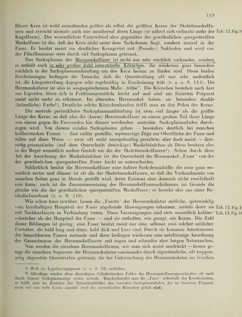 Dieser Kern ist wohl ausnahmslos größer als selbst die größten Kerne der Skelettmuskelfa- sern und erreicht niemals auch nur annähernd deren Länge (er nähert sich vielmehr mehr der Tab. 12, Fig. 9 Kugelform). Der wesentlichste Unterschied aber gegenüber der gewöhnlichen quergestreiften .Muskelfaser ist der, daß der Kern nicht unter dem Sarkolemm liegt, sondern zentral in der Faser. Er besitzt meist ein deutliches Kerngerüst mit (Pseudo-) Nukleolen und wird von der Fibrillenmasse stets durch viel Sarkoplasma getrennt. Das Sarkoplasma der Herzmuskelfaser ist nicht nur sehr reichlich vorhanden, sondern es enthält auch in sehr großer Zahl interstitielle Körnchen) die wiederum ganz besonders reichlich in der Sarkoplasmaanhäufung um den Kern herum zu finden sind. Diese beiden Erscheinungen bedingen die Tatsache, daß die Querstreifung oft nur sehr undeutlich ist, die Längsstreifung dagegen sehr regelmäßig in Erscheinung tritt (s. a. o. S. 114). Die Herzmuskulatur ist also in ausgesprochenem Maße „trübe“. Die Körnchen bestehen auch hier aus Lipoiden, lösen sich in Fettlösungsmitteln leicht auf und sind am fixierten Präparat meist nicht mehr zu erkennen. Im alternden Herzmuskel haben sie besonders dunkle (bräunliche) Farbe1). Deutliche solche Körnchenhaufen trifft man an den Polen der Kerne. Die zentrale perinukleäre Sarkoplasmaanhäufung ist stets viel länger als die größte Länge des Kerns, so daß also die (kurze) Herzmuskelfaser zu einem großen Teil ihrer Länge von einem gegen die Faserenden hin dünner werdenden zentralen Sarkoplasmafaden durch- zogen wird. Von diesem axialen Sarkoplasma gehen — besonders deutlich bei manchen kaliberstarken Fasern — fast radiär gestellte, septenartige Züge zur Oberfläche der Faser und teilen auf diese Weise — zwar oft recht unregelmäßig gestaltete, aber doch meist — drei- seitig-prismatische (auf dem Querschnitt dreieckige) Muskelsäulchen ab. Diese besitzen also in der Regel wesentlich andere Gestalt wie die der Skclettmuskelfasern2). Schon durch diese Art der Anordnung der Muskelsäulchen ist der Querschnitt der Herzmuskel-,,Faser“ von der der gewöhnlichen quergestreiften Faser leicht zu unterscheiden. Schließlich besitzt die Herzmuskelfaser eine äußere Sarkolemmhülle, die zwar ganz we- sentlich zarter und dünner ist als die der Skelettmuskelfasern, so daß ihr Vorhandensein von manchen Seiten ganz in Abrede gestellt wrird, deren Existenz aber dennoch nicht zweifelhaft sein kann; auch ist die Zusammensetzung des Ilerzmuskelfasersarkolemms im Grunde die gleiche wie die der gewöhnlichen quergestreiften Muskelfaser; es besteht also aus einer Re- tikulinfaserhaut (s. o. S. 116). Wie schon kurz erwähnt, lassen die „.Fasern“ der Herzmuskulatur seitliche, spitzwinklig vom kernhaltigen Hauptteil der Faser abgehende Abzweigungen erkennen, mittels derer sie Tab. 12, Fig. 1< mit Nachbarfasern in Verbindung treten. Diese Verzweigungen sind stets wesentlich kaliber- Tab. 13,Fig. 1( schwächer als der Hauptteil der Faser — und sie enthalten, wde gesagt, nie Kerne. Die Zahl dieser Rildungen ist gering; eine Faser besitzt meist nur eine, seltener zwei solcher seitlicher Fortsätze, die bald lang und dünn, bald dick und kurz sind. Durch sie kommen Anastomosen der benachbarten Fasern zustande und diese bedingen wiederum eine netzförmige Anordnung der Gesamtmasse der Herzmuskelfasern mit engen und schmalen aber langen Netzmaschen. Nun werden die einzelnen Herzmuskelfasern, wie man sich meist ausdrückt — besser ge- sagt die einzelnen Segmente der Herzmuskulatur voneinander durch eigentümliche, oft treppen- artig abgesetzte Querstreifen getrennt, die bei Untersuchung der Herzmuskulatur im frischen U Weil sie Lypofuscinpigment (s. o. S. 18) enthalten. *) Allerdings werden diese dreieckigen Cohnheimschen Felder des Herzmuskelfaserquerschnittes oft noch durch feinere Sarkoplasmazüge weiter zerteilt. Durchschneidet man die „Faser“ außerhalb des Kernboreiches, so trifft man im Zentrum des Querschnittbildes den zentralen Sarkoplasmafaden, der im fixierten Präparat meist wie eine helle Lücke aussieht (weil die interstitiellen Körnchen gelöst sind).