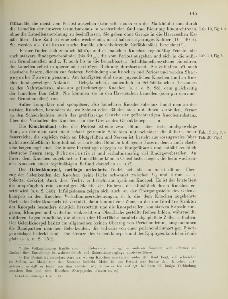 fäßkanäle, die meist vom Periost ausgehen (sehr selten auch von der Markhöhle) und durch die Lamellen der äußeren Grundsubstanz in wechselnder Zahl und Richtung hindurchtreten, Tab. 19,Fig. 1.4 ohne die Lamellenanordnung zu beeinflussen. Sie gehen ohne Grenze in die Haversschen Ka- näle über. Ihre Zahl ist eine sehr wechselnde; meist haben sic geringes Kaliber (10—30 p.). Sie werden als Volkmann sehe Kanäle (durchbohrende Gefäßkanäle) bezeichnet1). Ferner finden sich ziemlich häufig und in manchen Knochen regelmäßig feinste oder auch stärkere Bindegewebsbiindel (bis 30 p), die vom Periost ausgehen und sich in die äuße- Tab. 20, Fig.5 ren Grundlamellen und z. T. auch bis in die benachbarten Schaltlamellensysteme einbohren, die Lamellen seihst in querer oder schräger Richtung durchsetzend. Sie enthalten oft auch elastische Fasern, dienen zur festeren Verbindung von Knochen und Periost und werden Shar- peysche Fasern genannt. Am häufigsten sind sie an jugendlichen Knochen (und an Kno- chen bindegewebiger Abkunft Belegknochen), namentlich an Schädelknochen (besonders an den Nahträndern), also am geflechtartigen Knochen (s. a. o. S. 88), dem gleichzeitig der lamellöse Bau fehlt. Nie kommen sie in den Haversschen Lamellen (oder gar den inne- ren Grundlamellen) vor. Außer kompakter und spongiöser, also lamellärer Knochensubstanz findet man an den meisten Knochen, besonders da, wo Sehnen oder Bänder sich mit ihnen verbinden, ferner an den Schädelnähten, auch das grobfaserige Gewebe der geflechtartigen Knochensubstanz. Über das Verhalten des Knochens an der Grenze des Gelenkknorpels s. u. Die Knochenhaut oder das Periost ist eine zwar dünne, aber feste bindegewebige Haut, an der man zwei nicht scharf getrennte Schichten unterscheidet; die äußere, mehr Tab. 19,Fig.3,4 faserreiche, die zugleich reich an Blutgefäßen und Nerven ist, besteht aus vorzugsweise (aber Tab. 20, Fig.5 nicht ausschließlich) longitudinal verlaufenden Bündeln kollagener Fasern, denen auch elasti- sche beigemengt sind. Die innere Periostlage dagegen ist blutgefäßarm und enthält reichlich elastische Fasern (sog. Fibroelastica) und verhältnismäßig viel Bindegewebszellen. An ihrer, dem Knochen zugekehrten Innenfläche können Osteoblasten liegen, die beim wachsen- den Knochen einen regelmäßigen Befund darstellen (s. u.)2). Der Gelenkknorpel, cartilago articularis, findet sich als ein meist dünner Über- zug der Gelenkenden der Knochen (seine Dicke schwankt zwischen x/4 und 4 mm — s. Sobotta, deskript. Anat. dies. Verl.); er besteht aus hyalinem Knorpel. Es ist der letzte Rest des ursprünglich rein knorpligen Skeletts des Embryo, das allmählich durch Knochen er- setzt wird (s. u. S. 148). Infolgedessen zeigen sich auch an der Übergangsstelle des Gelenk- knorpels in den Knochen Verkalkungserscheinungen, d. h. die dem Knochen zugekehrte Partie des Gelenkknorpels ist verkalkt, dann kommt eine Zone, in der die fibrilläre Struktur des Knorpels besonders deutlich hervortritt und die Knorpelzellcn, von starken Kapseln um- geben, Klumpen und weiterhin senkrecht zur Oberfläche gestellte Reihen bilden, während die mittleren Lagen rundliche, die oberen (der Oberfläche parallel) abgeplattete Zellen enthalten. Der Gelenkknorpel besitzt im allgemeinen keinen Überzug von Perichondrium, ausgenommen die Randpartien mancher Gelenkenden, die teilweise von einer perichondriumartigen Binde- gewebslaee bedeckt sind. Die Grenze des Gelenkknorpels und des Epiphysenknochens ist nie glatt (s. a. u. S. 152). ') Die Volkmannschen Kanäle sind im Unterkiefer häufig, in anderen Knochen weit seltener zu finden; ihre Entstehung ist wahrscheinlich auf Resorptionsvorgänge zurückzuführen. 2) Das Periost ist besonders stark da, wo ein Knochen muskelfrei unter der Haut liegt, viel schwächer an Stellen, wo Muskulatur den Knochen bedeckt. Meist ist das Periost nur locker dem Knochen auf- gelagert, so daß es leicht von ihm ablösbar ist; da wo es fest auf liegt, bedingen die innige Verbindung zwischen ihm und dem Knochen Sharpeysche Fasern (s. o.). Sobotta, Histologie 4. A. 10