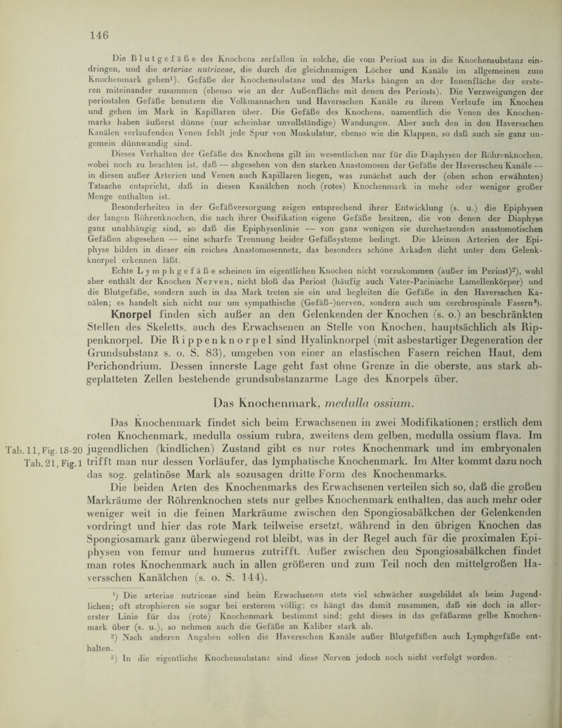 Die Blutgefäße des Knochens zerfallen in solche, die vom Periost aus in die Knochensubstanz ein- dringen, und die arleriae nulriceae, die durch die gleichnamigen Löcher und Kanäle im allgemeinen zum Knochenmark gehen1). Gefäße der Knochensubstanz und des Marks hängen an der Innenfläche der erste- ren miteinander zusammen (ebenso wie an der Außenfläche mit denen des Periosts). Die Verzweigungen der periostalen Gefäße benutzen die Volkmannschen und Haversschen Kanäle zu ihrem Verlaufe im Knochen und gehen im Mark in Kapillaren über. Die Gefäße des Knochens, namentlich die Venen des Knochen- marks haben äußerst dünne (nur scheinbar unvollständige) Wandungen. Aber auch den in den Haversschen Kanälen verlaufenden Venen fehlt jede Spur von Muskulatur, ebenso wie die Klappen, so daß auch sie ganz un- gemein dünnwandig sind. Dieses Verhalten der Gefäße des Knochens gilt im wesentlichen nur für die Diaphysen der Röhrenknochen, wobei noch zu beachten ist, daß — abgesehen von den starken Anastomosen der Gefäße der Haversschen Kanäle — in diesen außer Arterien und Venen auch Kapillaren liegen, was zunächst auch der (oben schon erwähnten) Tatsache entspricht, daß in diesen Kanälchen noch (rotes) Knochenmark in mehr oder weniger großer Menge enthalten ist. Besonderheiten in der Gefäßversorgung zeigen entsprechend ihrer Entwicklung (s. u.) die Epiphysen der langen Röhrenknochen, die nach ihrer Ossifikation eigene Gefäße besitzen, die von denen der Diaphyse ganz unabhängig sind, so daß die Epiphysenlinie — von ganz wenigen sie durchsetzenden anastomotischen Gefäßen abgesehen — eine scharfe Trennung beider Gefäßsysteme bedingt. Die kleinen Arterien der Epi- physe bilden in dieser ein reiches Anastomosennetz, das besonders schöne Arkaden dicht unter dem Gelenk- knorpel erkennen läßt. Echte Lymphgefäße scheinen im eigentlichen Knochen nicht vorzukommen (außer im Periost)2), wohl aber enthält der Knochen Nerven, nicht bloß das Periost (häufig auch Vater-Pacinisclie Lamellenkörper) und die Blutgefäße, sondern auch in das Mark treten sie ein und begleiten die Gefäße in den Haversschen Ka- nälen; es handelt sich nicht nur um sympathische (Gefäß-)nerven, sondern auch um cercbrospinale Fasern3). Knorpel finden sich außer an den Gelenkenden der Knochen (s. o.) an beschränkten Stellen des Skeletts, auch des Erwachsenen an Stelle von Knochen, hauptsächlich als Rip- penknorpel. Die Rippenknorpel sind Hyalinknorpel (mit asbestartiger Degeneration der Grundsubstanz s. o. S. 83), umgehen von einer an elastischen Fasern reichen Haut, dem Perichondrium. Dessen innerste Lage geht fast ohne Grenze in die oberste, aus stark ab- geplatteten Zellen bestehende grundsubstanzarme Lage des Knorpels über. Das Knochenmark, meclulla ossium. Das Knochenmark findet sich beim Erwachsenen in zwei Modifikationen; erstlich dem roten Knochenmark, medulla ossium rubra, zweitens dem gelben, medulla ossium flava. Im Tab.ll.Fig. 18-20 jugendlichen (kindlichen) Zustand gibt es nur rotes Knochenmark und im embryonalen Tab.21,Fig.l trifft man nur dessen Vorläufer, das lymphatische Knochenmark. Im Alter kommt dazu noch das sog. gelatinöse Mark als sozusagen dritte Form des Knochenmarks. Die beiden Arten des Knochenmarks des Erwachsenen verteilen sich so, daß die großen Markräume der Röhrenknochen stets nur gelbes Knochenmark enthalten, das auch mehr oder weniger weit in die feinen Markräumc zwischen den Spongiosabälkchen der Gelenkcnden vordringt und hier das rote Mark teilweise ersetzt, während in den übrigen Knochen das Spongiosamark ganz überwiegend rot bleibt, was in der Regel auch für die proximalen Epi- physen von femur und humerus zutrifft. Außer zwischen den Spongiosabälkchen findet man rotes Knochenmark auch in allen größeren und zum Teil noch den mittelgroßen Ha- versschen Kanälchen (s. o. S. 144). 1) Die arteriae nutriceae sind beim Erwachsenen stets viel schwächer ausgebildet als beim Jugend- lichen; oft atrophieren sie sogar bei ersterem völlig; es hängt das damit zusammen, daß sie doch in aller- erster Linie für das (rote) Knochenmark bestimmt sind; geht dieses in das gefäßarme gelbe Knochen- mark über (s. u.), so nehmen auch die Gefäße an Kaliber stark ab. 2) Nach anderen Angaben sollen die Haversschen Kanäle außer Blutgefäßen auch Lymphgefäße ent- halten. 3) ln die eigentliche Knochcnsubslanz sind diese Nerven jedoch noch nicht verfolgt worden.