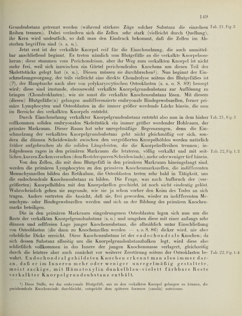 Grundsubstanz getrennt werden (während stärkere Züge solcher Substanz die einzelnen Tab. 21. Fig.3 Reihen trennen). Dabei verändern sich die Zellen sehr stark (vielleicht durch Quellung), ihr Kern wird undeutlich, so daß man den Eindruck bekommt, daß die Zellen im Ab- sterben begriffen sind (s. a. u.). Jetzt erst ist der verkalkte Knorpel reif für die Einschmelzung., die auch unmittel- bar anschließend beginnt. Es treten nämlich nun Blutgefäße an die verkalkte Knorpelzone heran; diese stammen vom Perichondrium, aber ihr Weg zum verkalkten Knorpel ist nicht mehr frei, weil sich inzwischen ein Gürtel perichondralen Knochens um diesen Teil des Skelettstücks gelegt hat (s. u.). Diesen müssen sie durchbrechen1). Nun beginnt der Ein- schmelzungsvorgang, der teils vielleicht eine direkte Chondrolyse seitens des Blutgefäßes ist (?), der Hauptsache nach aber von polykaryocytischen Osteoklasten (s. a. o. S. 89) besorgt wird; diese sind imstande, ebensowohl verkalkte Knorpelgrundsubstanz zur Auflösung zu bringen (Chondroklasten), wie sie sonst die verkalkte Knochensubstanz lösen. Mit diesem diesen) Blutgefäße(n) gelangen undifferenzierte embryonale Bindegewebszellen, ferner pri- märe Lymphocyten und Osteoblasten in die immer größer werdende Lücke hinein, die nun im Bereiche des verkalkten Knorpels entsteht. Durch Einschmelzung verkalkter Knorpelgrundsubstanz entsteht also nun in dem bisher Tab. 21, Fig. 3 vollkommen soliden embryonalen Skelettstück ein immer größer werdender Hohlraum, der primäre Markraum. Dieser Raum hat sehr unregelmäßige Begrenzungen, denn die Ein- schmelzung der verkalkten Knorpelgrundsubstanz geht nicht gleichmäßig vor sich, son- dern die dünnen Scheidewände zwischen den vergrößerten Knorpelhöhlen werden natürlich früher aufgebrochen als die soliden Längsleisten, die die Knorpelzellreihen trennen; in- folgedessen ragen in den primären Markraum die letzteren, völlig verkalkt und mit seit- Tab. 22, Fig. 1,2 liehen, kurzen Zacken versehen (dem Restder queren Scheidewände) , mehr oder weniger tief hinein. Von den Zellen, die mit dem Blutgefäß in den primären Markraum hineingelangt sind, werden die primären Lymphocyten zu den primären Knochenmarkszellen, die indifferenten Mesenchymzellen bilden das Retikulum, die Osteoblasten treten sehr bald in Tätigkeit, um die endochondrale Knocbensubstanz zu bilden. Die Frage, was nach Aufbruch der (ver- größerten) Knorpelhöhlen mit den Knorpelzcllen geschieht, ist noch nicht eindeutig gelöst. Wahrscheinlich gehen sie zugrunde, wie sie ja schon vorher den Keim des Todes an sich trugen. Andere vertreten die Ansicht, daß sie, frei geworden, wieder zu indifferenten Me- senchym- oder Bindegewebszellen werden und sich an der Bildung des primären Knochen- marks beteiligen. Die in den primären Markraum eingedrungenen Osteoblasten legen sich nun um die Reste der verkalkten Knorpelgrundsubstanz (s. o.) und umgeben diese mit einer anfangs sehr dünnen und zellfreien Lage junger Knochensubstanz, die allmählich unter Einschließung von Osteoblasten (die dann zu Knochenzellen werden — s. o. S. 86) dicker wird, nie aber erhebliche Dicke erreicht. Diese Knochensubstanz ist der e n d o ch o n d r a 1 e Knochen; da sich dessen Substanz allseitig um die Ivnorpelgrundsubslanzbalken legt, wird diese also schließlich vollkommen in das Innere der jungen Knochenmasse verlagert, gleichzeitig durch die letztere aber auch zunächst vor weiterer Zerstörung seitens der Osteoklasten be- Tab. 22, Fig. 1-4 wahrt. Endochondral gebildeten Knochen erkennt man also immer dar- an, daß er im Inneren mehr oder weniger unregelmäßig gestaltete, meist zackige, mit Hämatoxylin dunkelblau-violett färbbare Reste verkalkter Knorpelgrundsubstanz enthält. Diese Stelle, wo das embryonale Blutgefäß, um an den verkalkten Knorpel gelangen zu können, die perichondrale Knochenrinde durchbricht, entspricht dem späteren foramen (canalis) nutriceum.