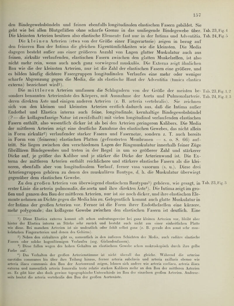 den Bindegewebsbiindeln und feinen ebenfalls longitudinalen elastischen Fasern gebildet. Sie geht wie bei allen Blutgefäßen ohne scharfe Grenze in das umliegende Bindegewebe über. Tab. 23, Fig. 4 Die kleinsten Arterien besitzen also elastische Elemente fast nur in der Intima und Adventitia. Tab. 24,Fig.5 Die kleinen Arterien (etwa von der Größe einer Fingerarterie) zeigen in bezug auf den feineren Bau der Intima die gleichen Eigentümlichkeiten wie die kleinsten. Die Media dagegen besteht außer aus einer größeren Anzahl von Lagen glatter Muskulatur auch aus feinen, zirkulär verlaufenden, elastischen Fasern zwischen den glatten Muskelzellen, ist also nicht mehr rein, wenn auch noch ganz vorwiegend muskulös. Die Externa zeigt ähnlichen Bau wie die der kleinsten Arterien, nur ist die Zahl der elastischen Fasern eine größere, und es bilden häufig dichtere Fasergruppen longitudinalen Verlaufes eine mehr oder weniger scharfe Abgrenzung gegen die Media, die als elastische Haut der Adventitia (tunica elastica externa) bezeichnet wird1). Die mittleren Arterien umfassen die Schlagadern von der Größe der meisten be-Tab.23,Fig. 1,2 sonders benannten Arterienäste des Körpers, mit Ausnahme der Aorta und Pulmonalarterie, Tab. 24, Fig.2,3 deren direkten Aste und einigen anderen Arterien (z. B. arteria vertebralis). Sie zeichnen sich von den kleinen und kleinsten Arterien erstlich dadurch aus, daß die Intima außer Endothel und Elastica interna auch feine, longitudinale, kernhaltige Bindegewebsbündel (? — die kollagenfasrige Natur ist zweifelhaft) mit vielen longitudinal verlaufenden elastischen Fasern enthält, also wesentlich dicker ist als bei den Arterien geringeren Kalibers. Die Media der mittleren Arterien zeigt eine deutliche Zunahme des elastischen Gewebes, das nicht allein in Form zirkulär2) verlaufender starker Fasern und Fasernelze, sondern z. T. auch bereits in Form von (feineren) elastischen Platten (gefensterten Membranen — s. o. S. 66) auf- tritt. Sie liegen zwischen den verschiedenen Lagen der Ringmuskulatur innerhalb feiner Züge fibrillären Bindegewebes und treten in der Regel in um so größerer Zahl und stärkerer Dicke auf, je größer das Kaliber und je stärker die Dicke der Arterienwand ist. Die Ex- terna der mittleren Arterien enthält reichlichere und stärkere elastische Fasern als die klei- neren, ebenfalls aber von longitudinalem Verlauf, ferner vasa vasorum (s. u.). Diese drei Arteriengruppen gehören zu denen des muskulären Bautyps, d. h. die Muskulatur überwiegt gegenüber dem elastischen Gewebe. Zu den großen Arterien von überwiegend elastischem Bautypus3) gehören, wie gesagt, in Tab.23,Fig.3 erster Linie die arteria pulmonalis, die aorta und ihre direkten Äste4). Die Intima zeigt im gro- ßen und ganzen den Bau der mittleren Arterien, nur ist sie noch dicker, und ihre elastischen Ele- mente nehmen an Dichte gegen die Media hin zu. Gelegentlich kommt auch glatte Muskulatur in der Intima der großen Arterien vor. Ferner ist die Form ihrer Endothelzellen eine kürzere, mehr polygonale; das kollagene Gewebe zwischen den elastischen Fasern ist deutlich. Eine H Diese Elastica externa kommt oft schon andeutungsweise bei ganz kleinen Arterien vor, bleibt aber hinter der Elastica interna an Stärke sehr zurück und besteht auch nicht aus einer einheitlichen Platte wie diese. Bei manchen Arterien ist sie undeutlich oder fehlt selbst ganz (z. B. gerade den sonst sehr mus- kelstarken Fingerarterien und denen des Gehirns). 2) Neben den zirkulären gibt es, namentlich in den äußeren Schichten der Media, auch radiäre elastische Fasern oder solche bogenförmigen Verlaufes (sog. Girlandenfasern). s) Diese fallen wegen des hohen Gehaltes an elastischem Gewebe schon makroskopisch durch ihre gelbe Farbe auf. 4) Das Verhalten der großen Arterienstämme ist nicht überall das gleiche. Während die arteriae carotides communes bis über ihre Teilung hinaus, ferner arteria subclavia und arteria axillaris ebenso wie arteria iliaca communis den Bau der Aortenwand zeigen, lehnen sich andere wie arteria coeliaca, arteria iliaca externa und namentlich arteria femoralis trotz relativ starken Kalibers mehr an den Bau der mittleren Arterien an. Es gibt hier also doch gewisse topographische Unterschiede im Bau der einzelnen großen Arterien. Anderer- seits besitzt die arteria vertebralis den Bau der großen Aortenäste.