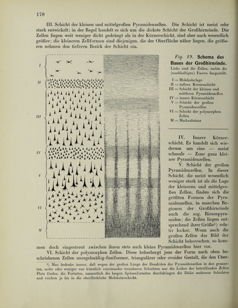III. Schicht der kleinen und mittelgroßen Pyramidenzellen. Die Schicht ist meist sehr stark entwickelt; in der Regel handelt es sich um die dickste Schicht der Großhirnrinde. Die Zellen liegen weit weniger dicht gedrängt als in der Körnerschicht, sind aber auch wesentlich größer; die kleineren Zellformen sind diejenigen, die der Oberfläche näher liegen, die größe- ren nehmen den tieferen Bezirk der Schicht ein. 1 II III IV V VI M a \ * * Aaa •*.***-* a ** * V.V , Ak A 4 > i\ *AA* A* -- mit Fig. 19. Schema des Baues der Großhirnrinde. Links sind die Zellen, rechts die (markhaltigen) Fasern dargestellt. I = Molekularlage II = äußere Körnerschicht III = Schicht der kleinen und mittleren Pyramidenzellen IV = innere Körnerschicht V = Schicht der großen Pyramiden zellen VI = Schicht der polymorphen Zellen M = Marksubstanz IV. Innere Körner- schicht. Es handelt sich wie- derum um eine — meist schmale — Zone ganz klei- ner Pyramidenzellen. V. Schicht der großen Pyramidenzellen. In dieser Schicht, die meist wesentlich weniger stark ist als die Lage der kleineren und mittelgro- ßen Zellen, finden sich die größten Formen der Pyra- midenzellen, in manchen Re- gionen der Großhirnrinde auch die sog. Riesenpyra- miden ; die Zellen liegen ent- sprechend ihrer Größe1) rela- tiv locker. Wenn auch die großen Zellen das Bild der Schicht beherrschen, so kom- men doch eingestreut zwischen ihnen stets auch kleine Pyramidenzellen hier vor. VI. Schicht der polymorphen Zellen. Diese beherbergt jene der Form nach oben be- schriebenen Zellen unregelmäßig-fusiformer, triangulärer oder ovoider Gestalt, die den Über- i) Man bedenke immer, daß wegen der großen Länge der Dendriten der Pyramidenzellen in den genann- ten, mehr oder weniger nur künstlich voneinander trennbaren Schichten nur die Leiber der betreffenden Zellen Platz finden, die Fortsätze, namentlich die langen Spitzenfortsätze durchdringen die Dicke mehrerer Schichten und reichen ja bis in die oberflächliche Molekularschicht.